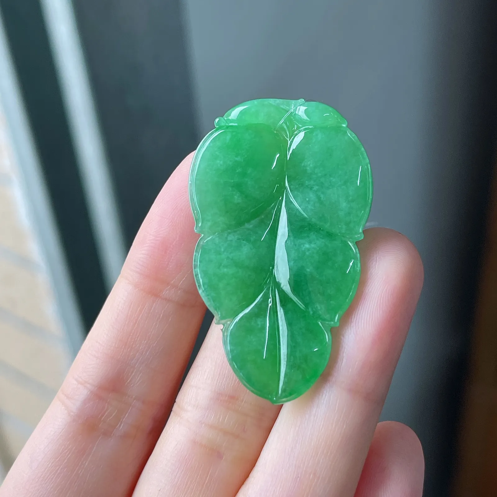 翡翠糯化种浅绿色叶子