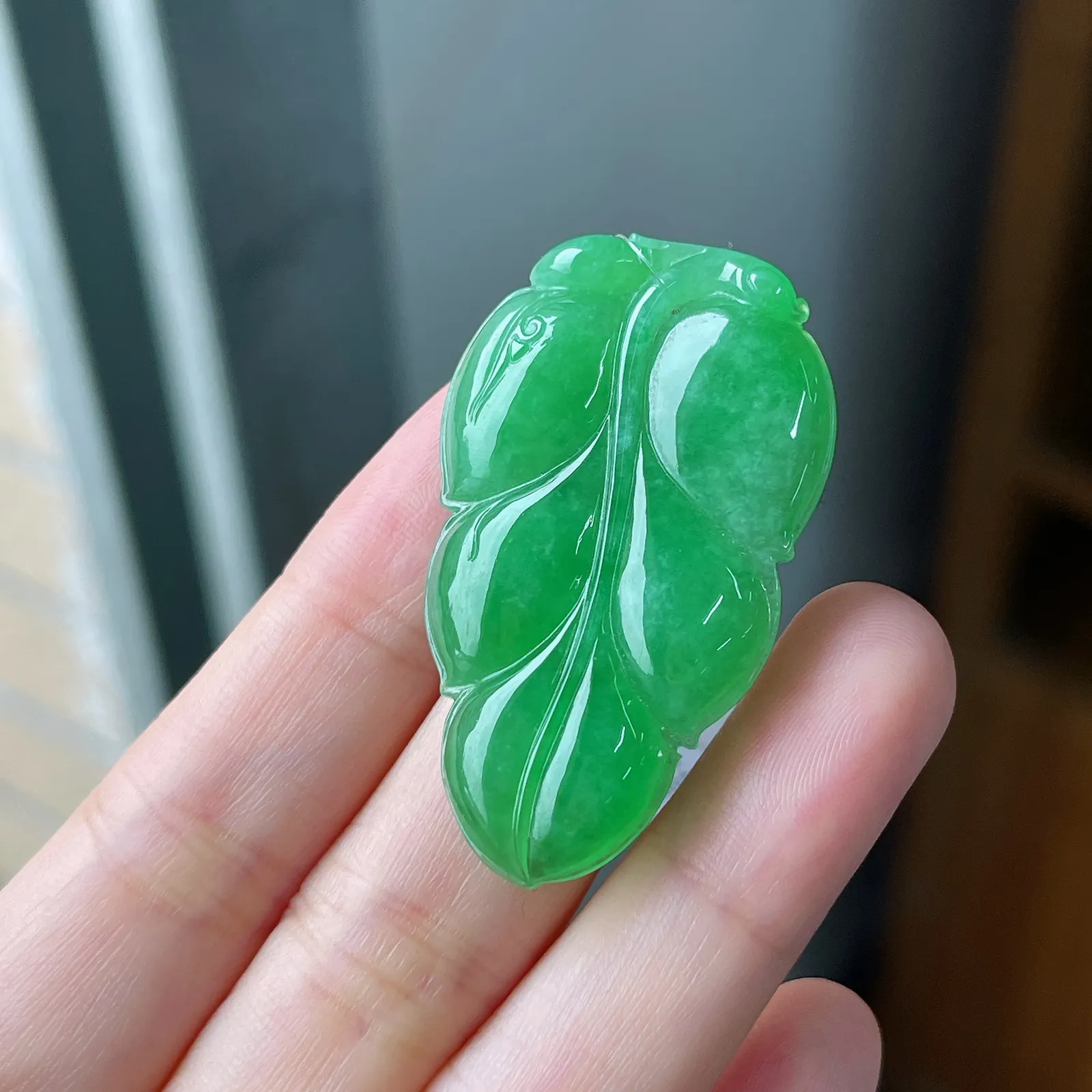 翡翠糯化种浅绿色叶子