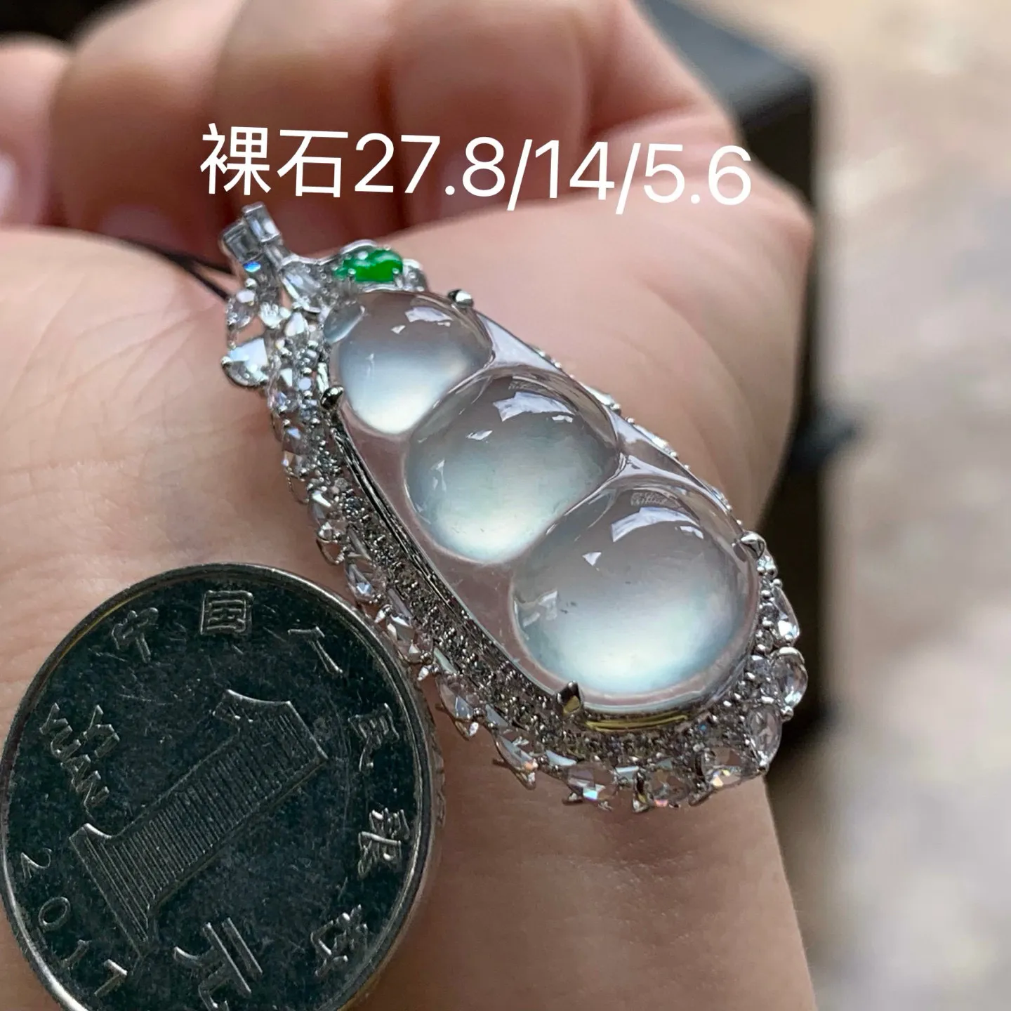 冰种福豆
种老