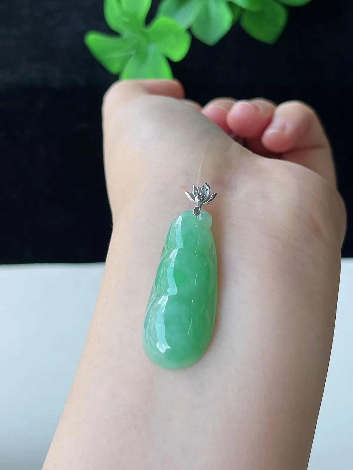 翡翠糯化种浅绿色福豆