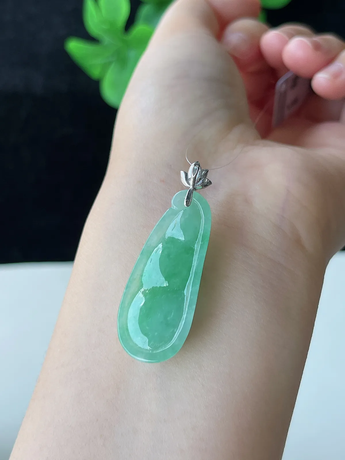翡翠糯化种浅绿色福豆
