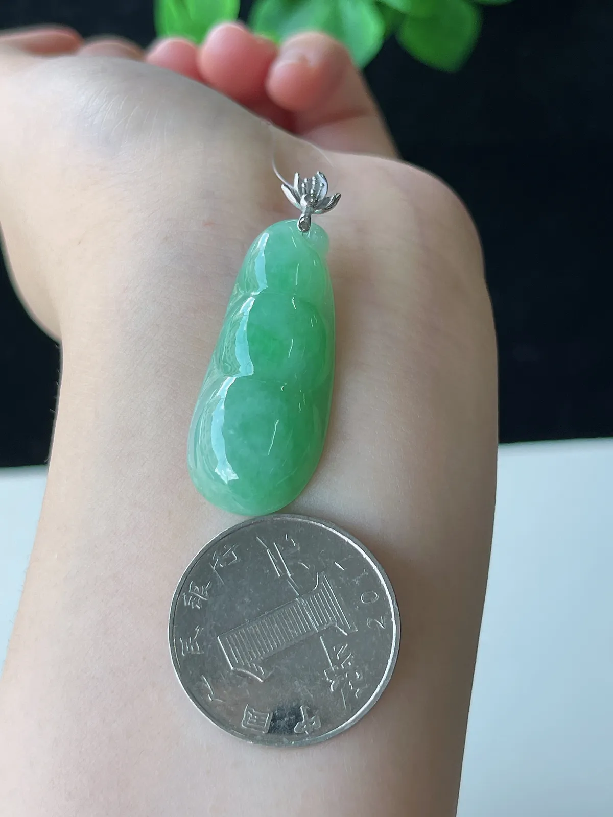 翡翠糯化种浅绿色福豆