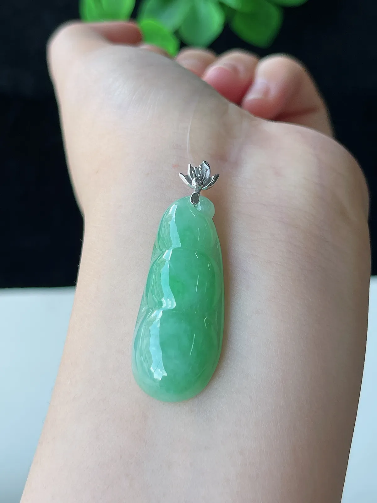 翡翠糯化种浅绿色福豆