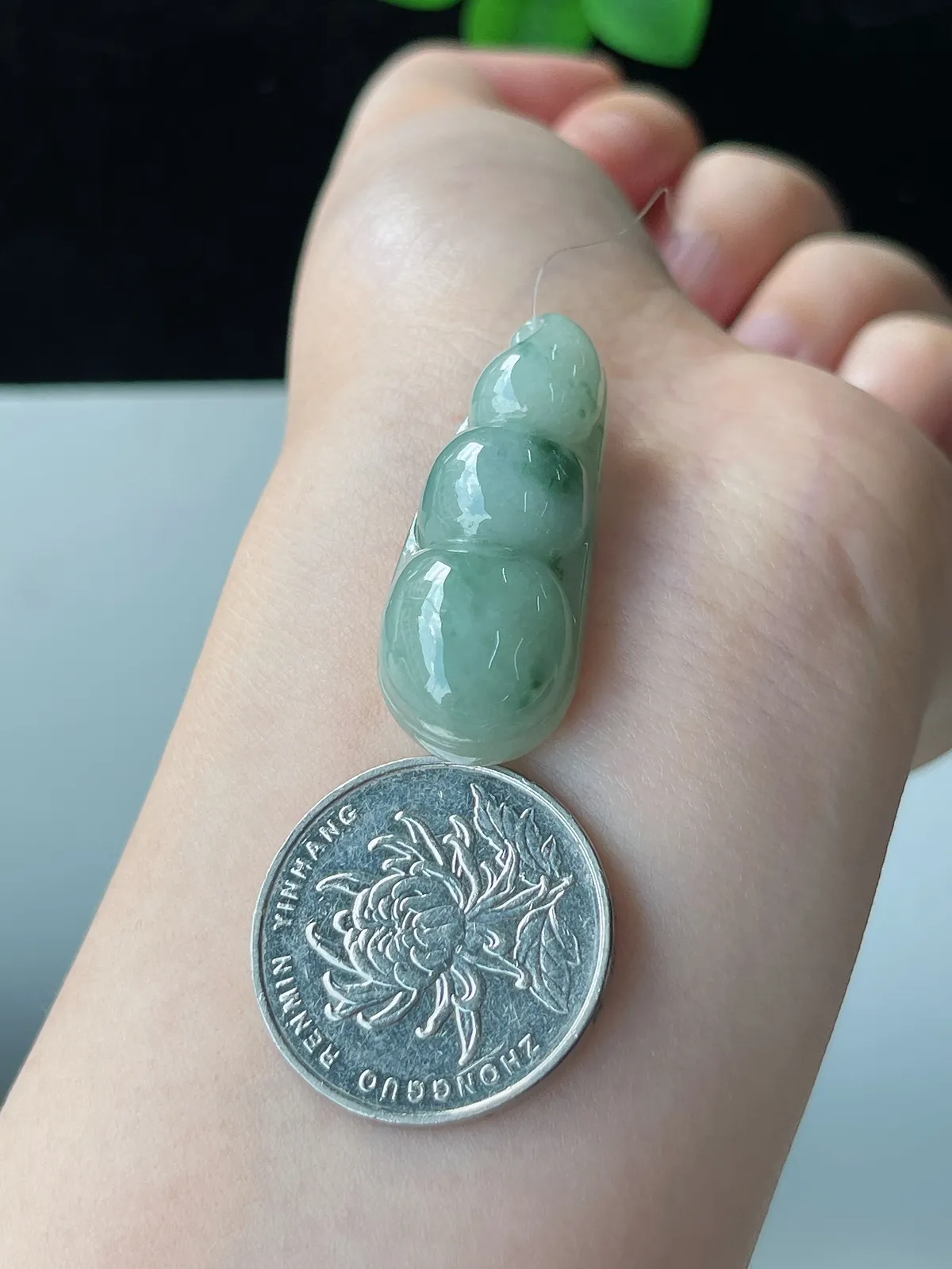 翡翠糯化种淡绿色福豆