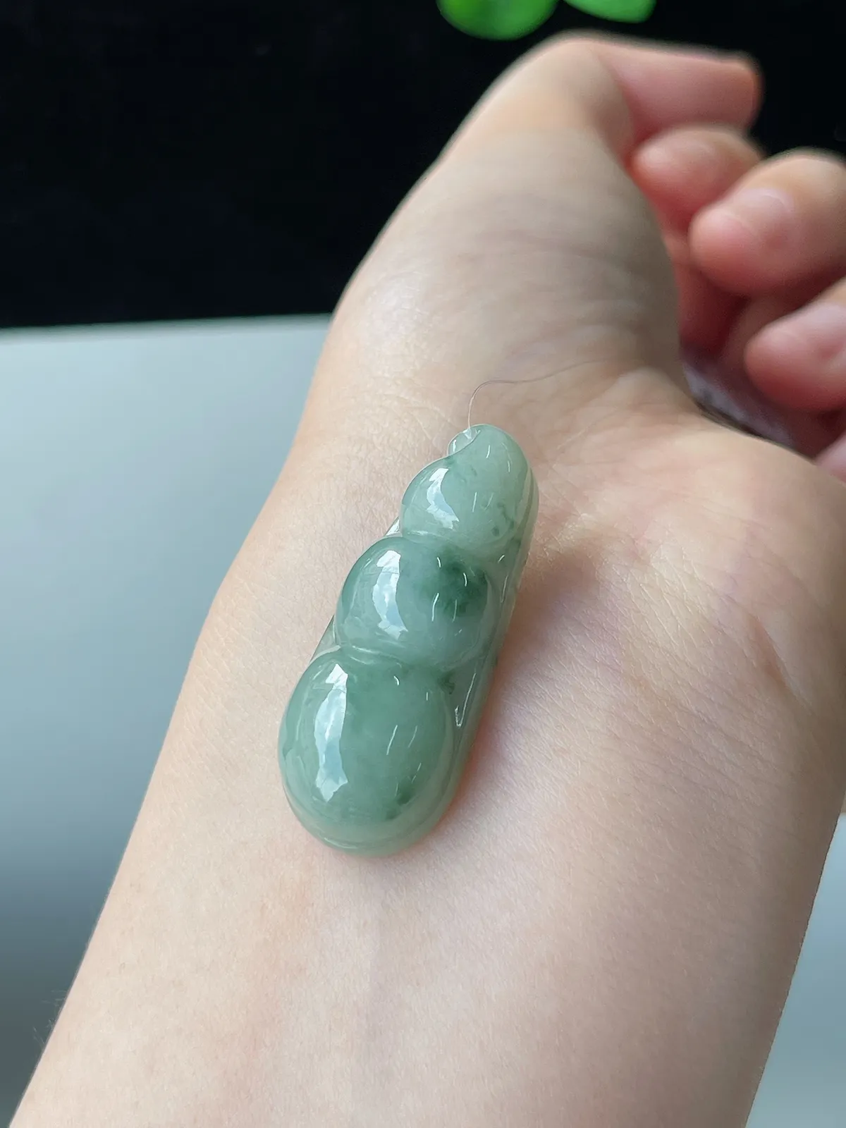 翡翠糯化种淡绿色福豆