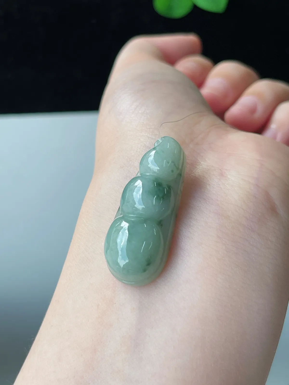 翡翠糯化种淡绿色福豆