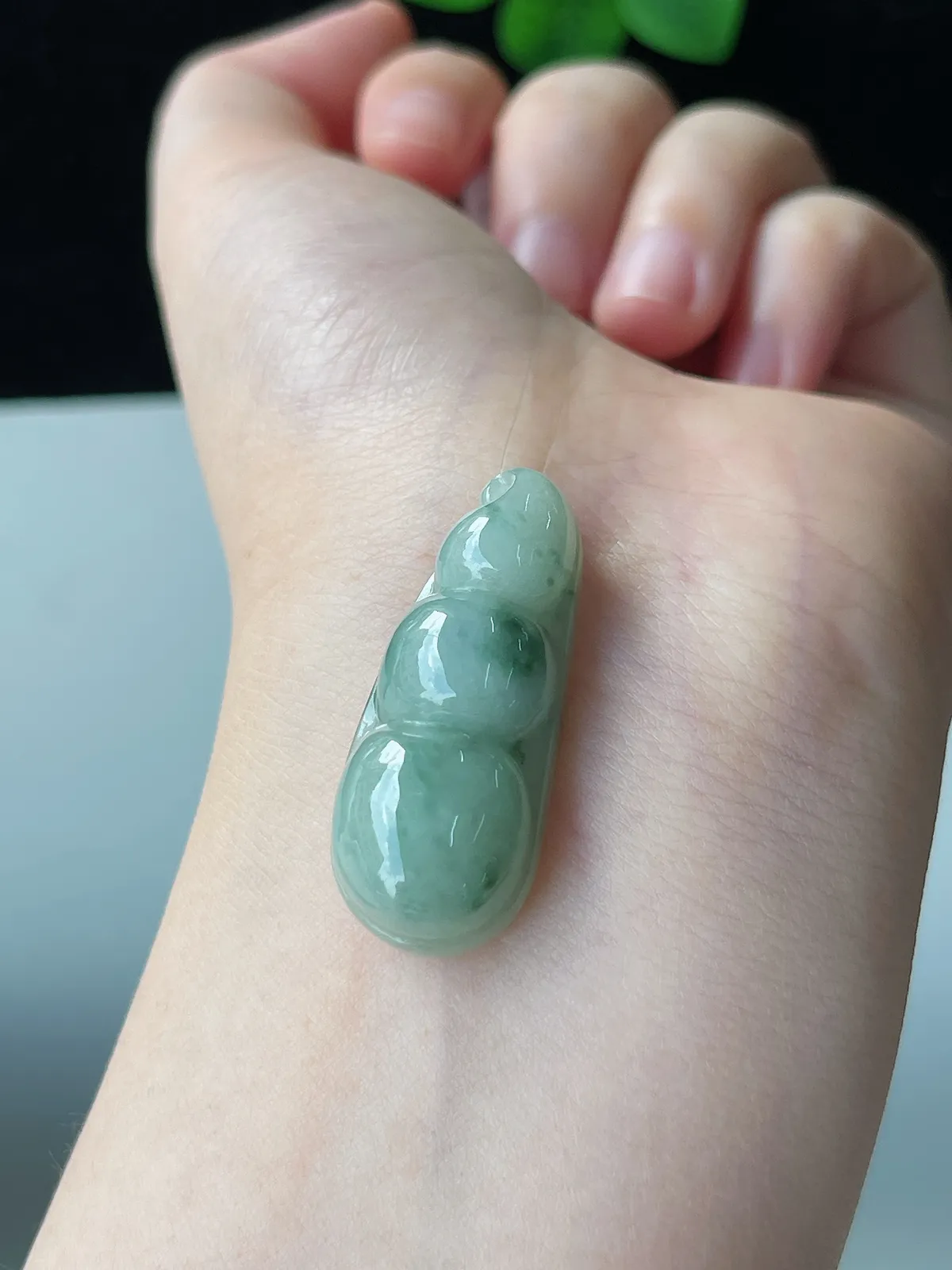 翡翠糯化种淡绿色福豆