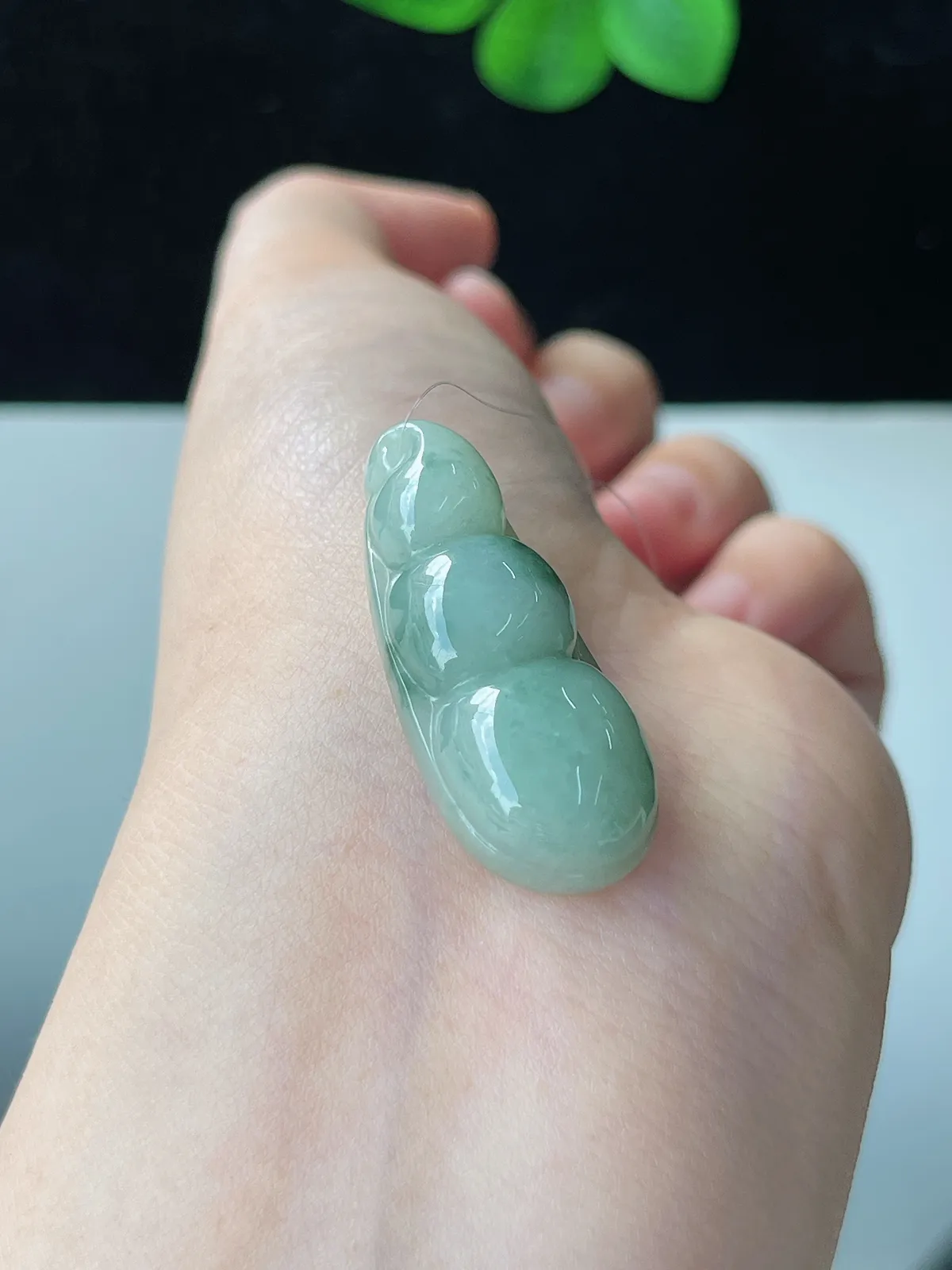 翡翠糯化种淡绿色福豆