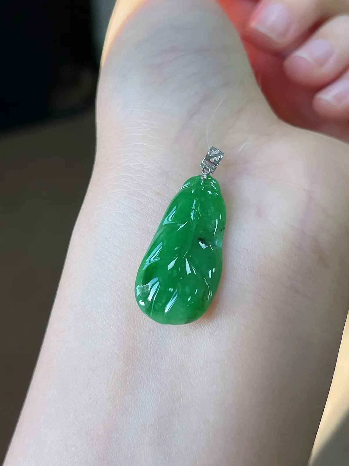 翡翠糯化种绿色叶子