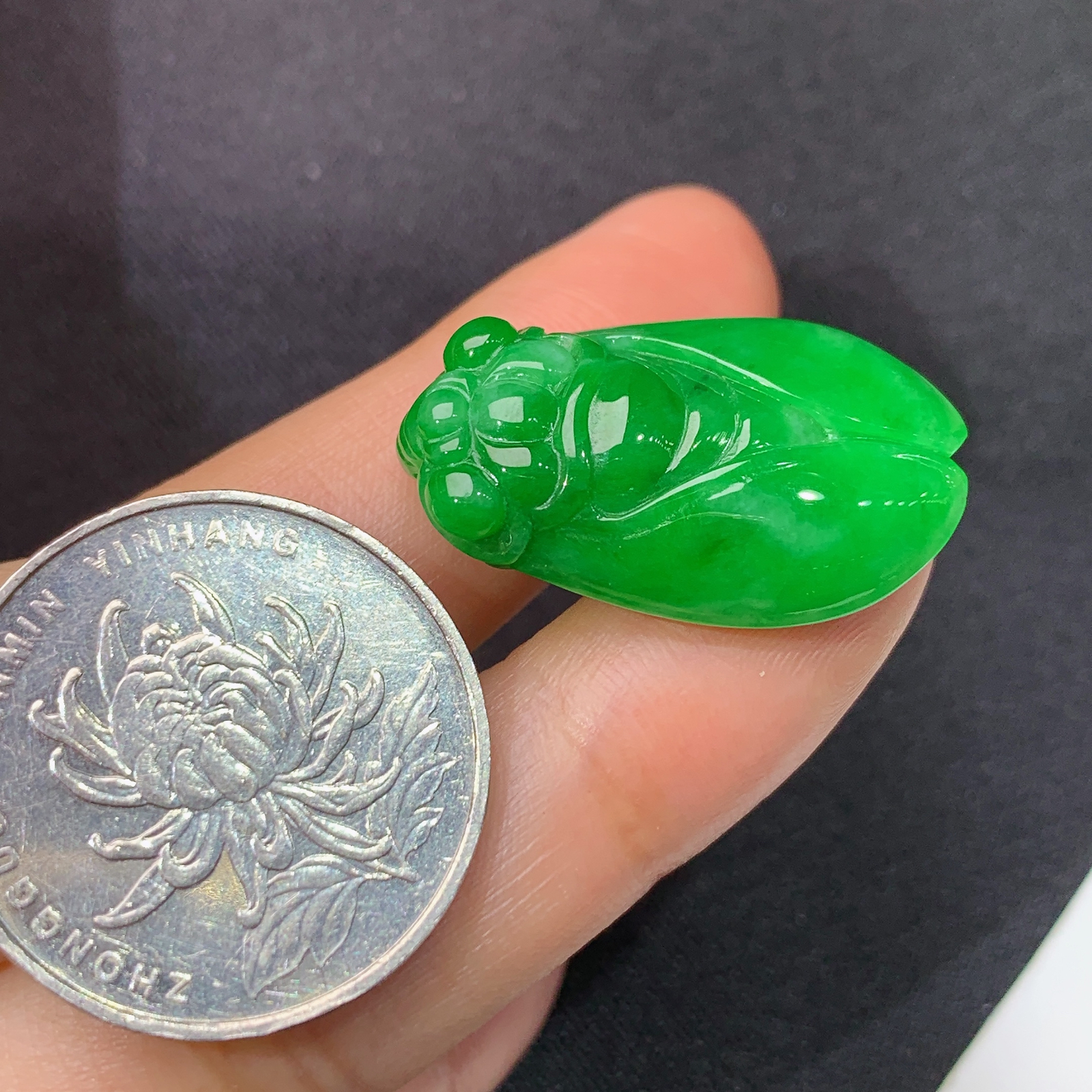 阳绿金蝉，一鸣惊人，冰润色阳，玉质细腻，种水足，Hon 尺寸26.7*16.1*7.9
