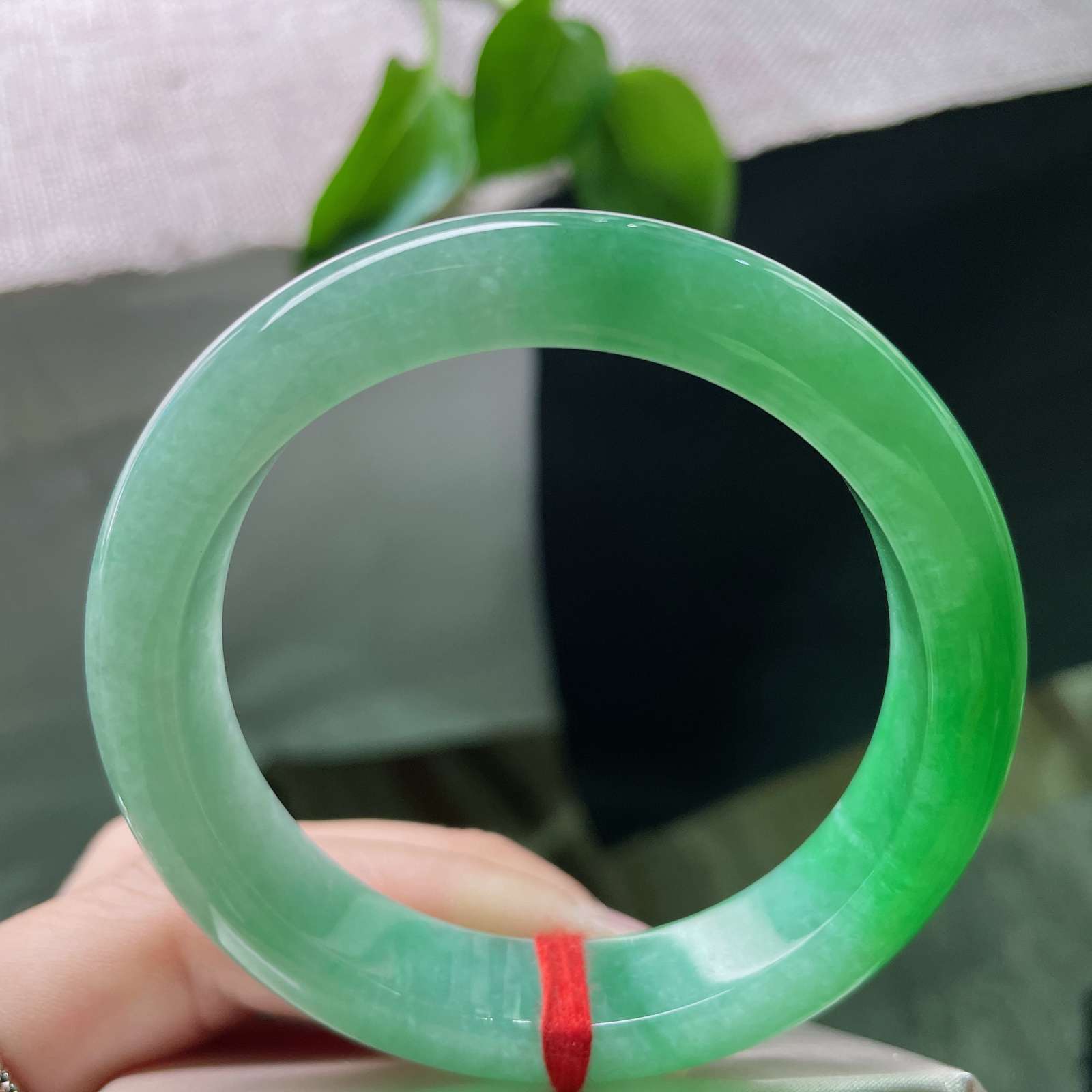 54.8/12.6/8.5，满绿正圈，是深潭静水映出的整片森林，万古长青..