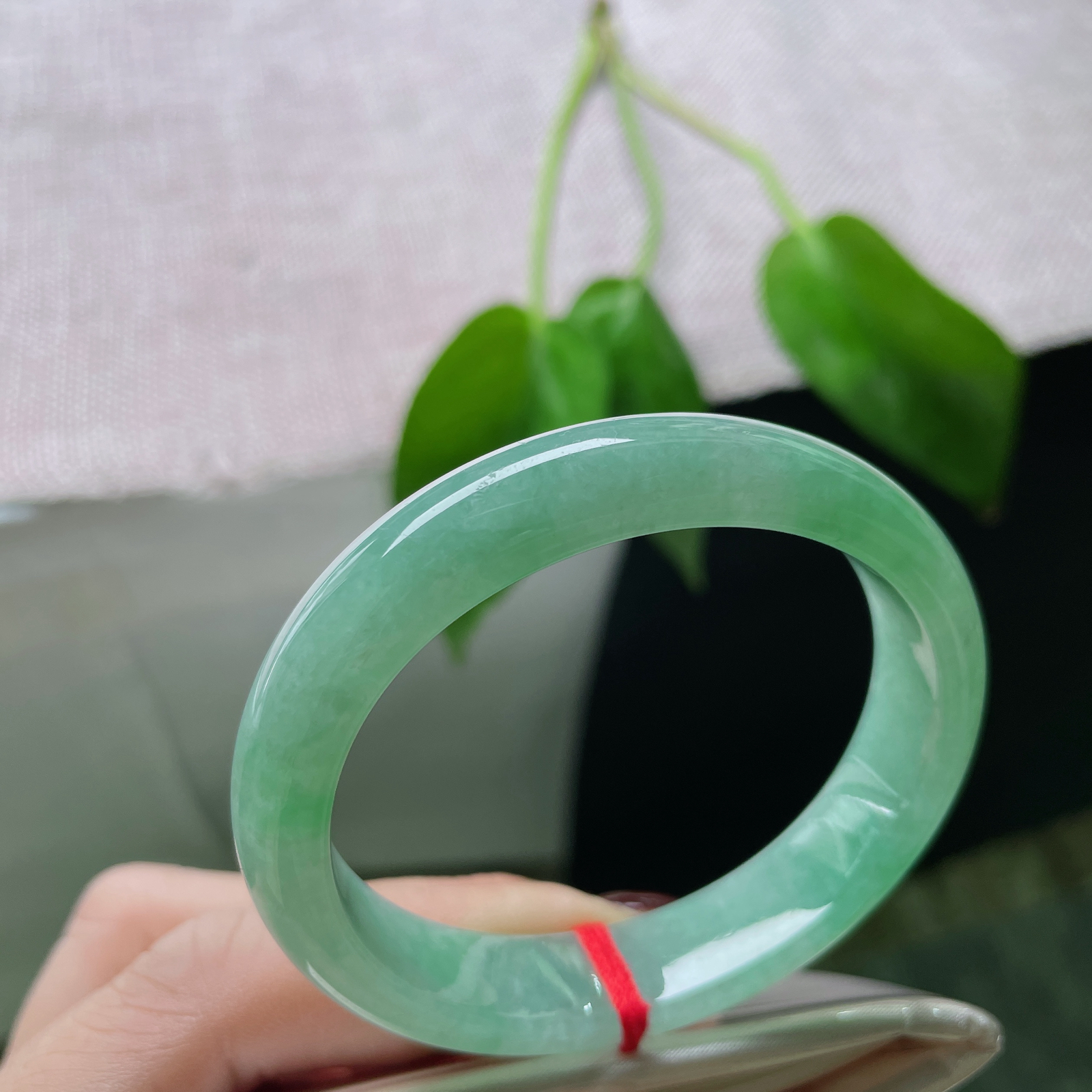 52（46.7）/11.6/6.7，满绿贵妃，俏丽若三春之桃，瑰姿艳逸，种老..