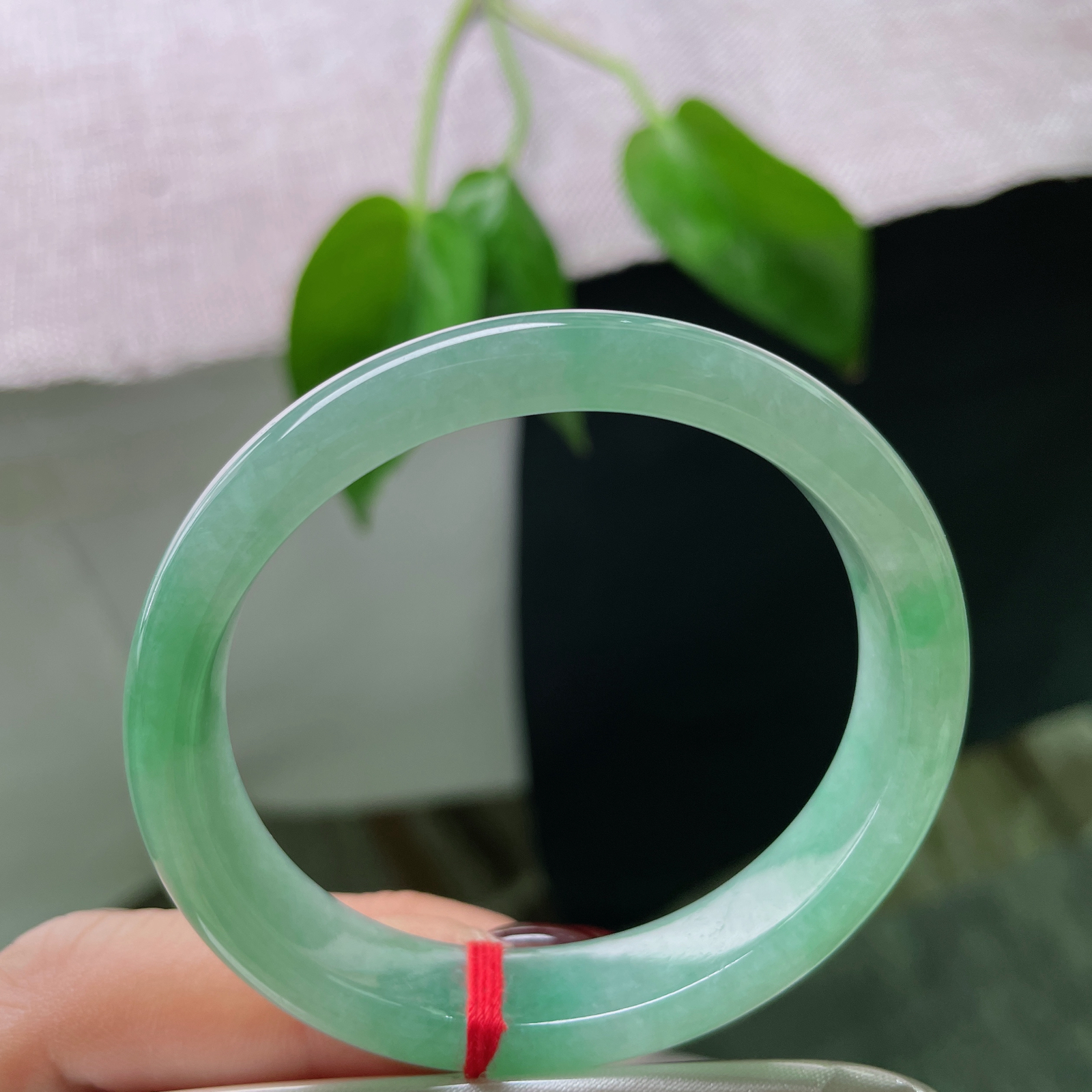 52（46.7）/11.6/6.7，满绿贵妃，俏丽若三春之桃，瑰姿艳逸，种老..