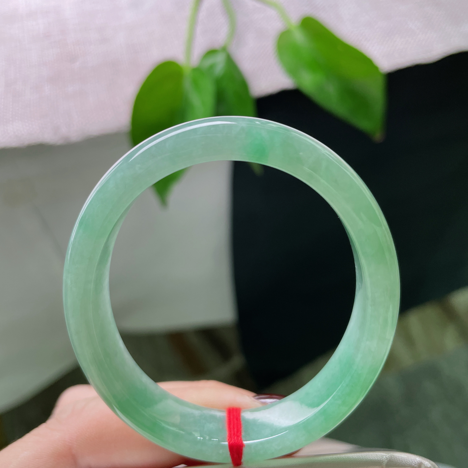 52（46.7）/11.6/6.7，满绿贵妃，俏丽若三春之桃，瑰姿艳逸，种老..