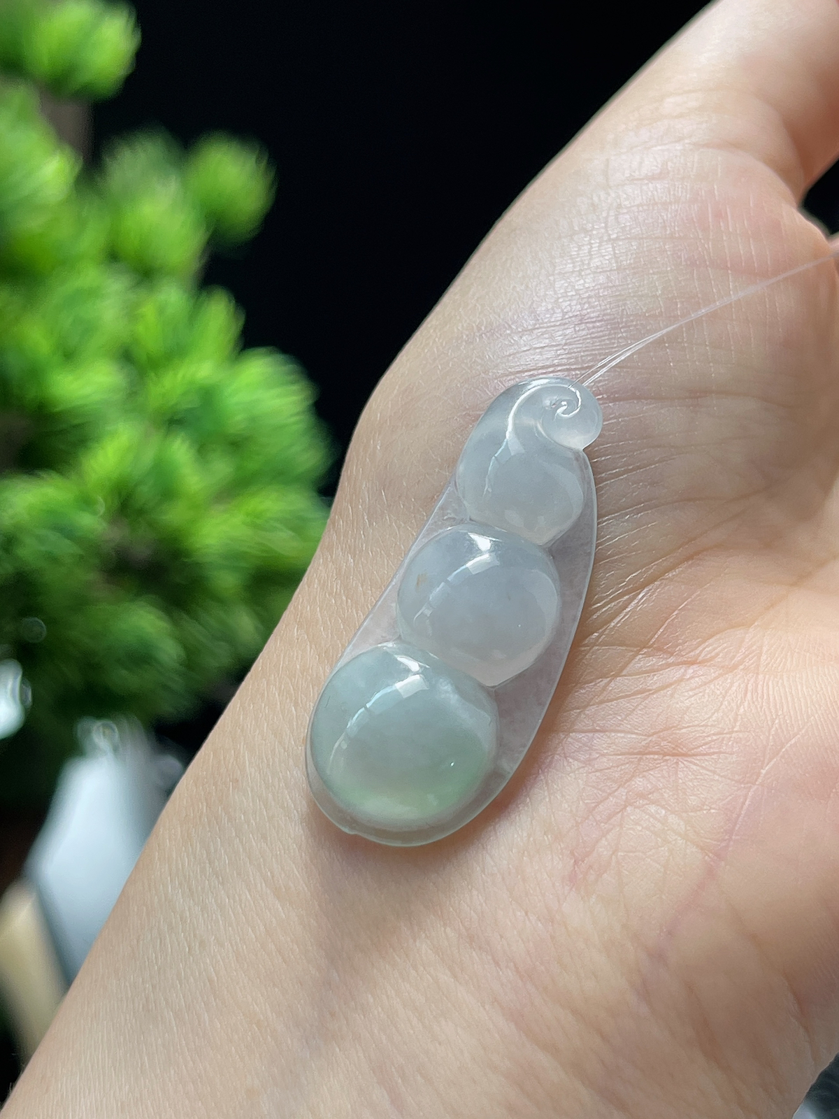 翡翠冰糯淡绿圆润四季豆