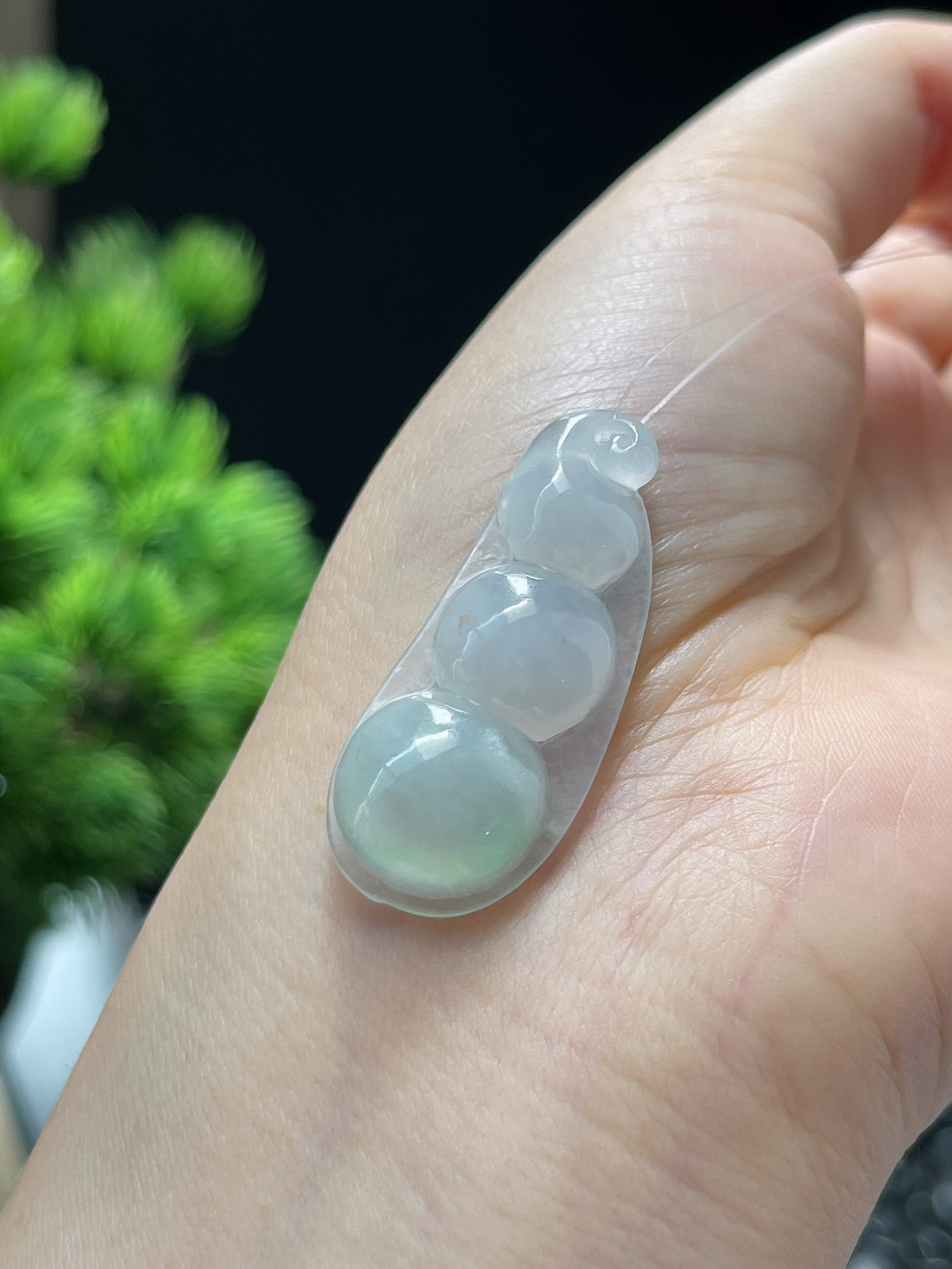 翡翠冰糯淡绿圆润四季豆