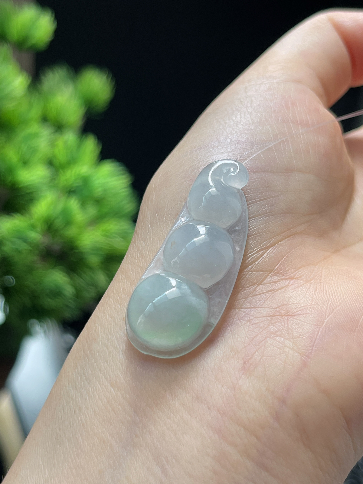 翡翠冰糯淡绿圆润四季豆
