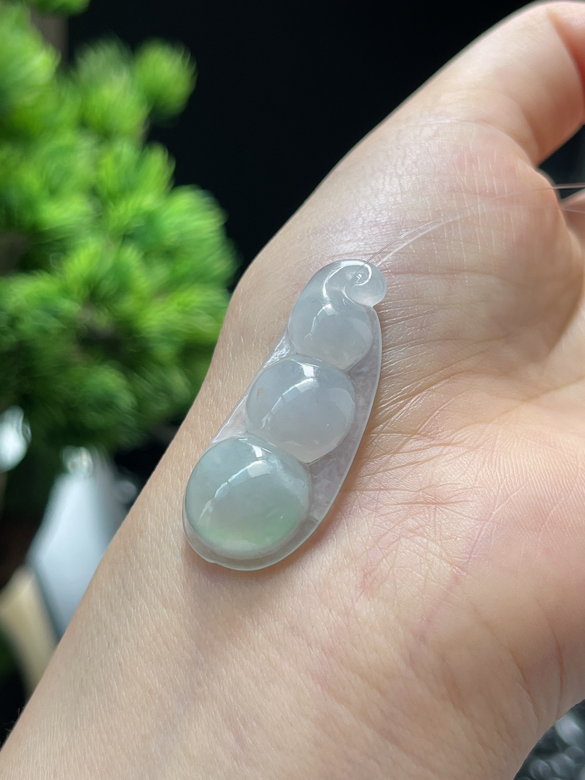 翡翠冰糯淡绿圆润四季豆