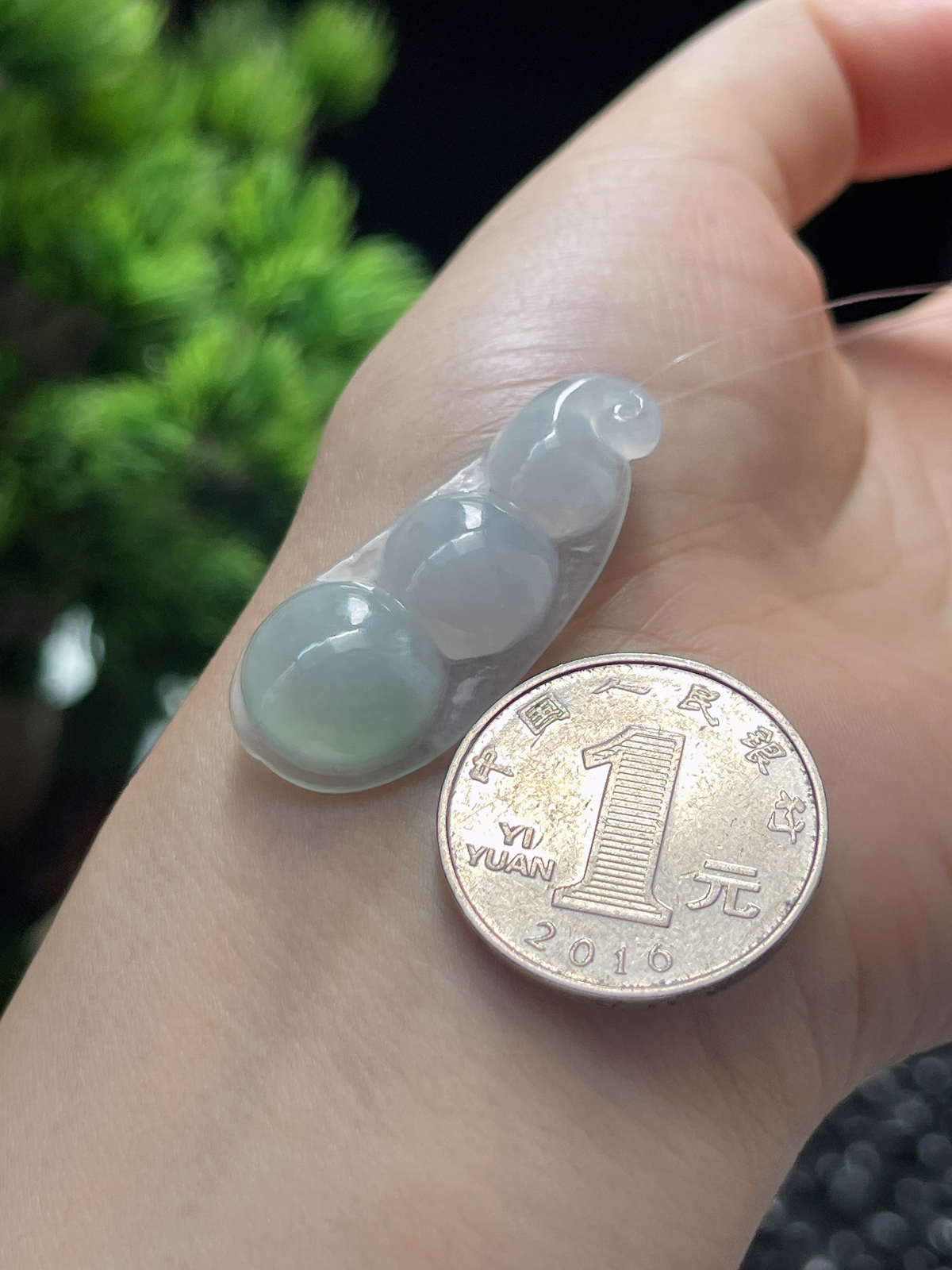 翡翠冰糯淡绿圆润四季豆