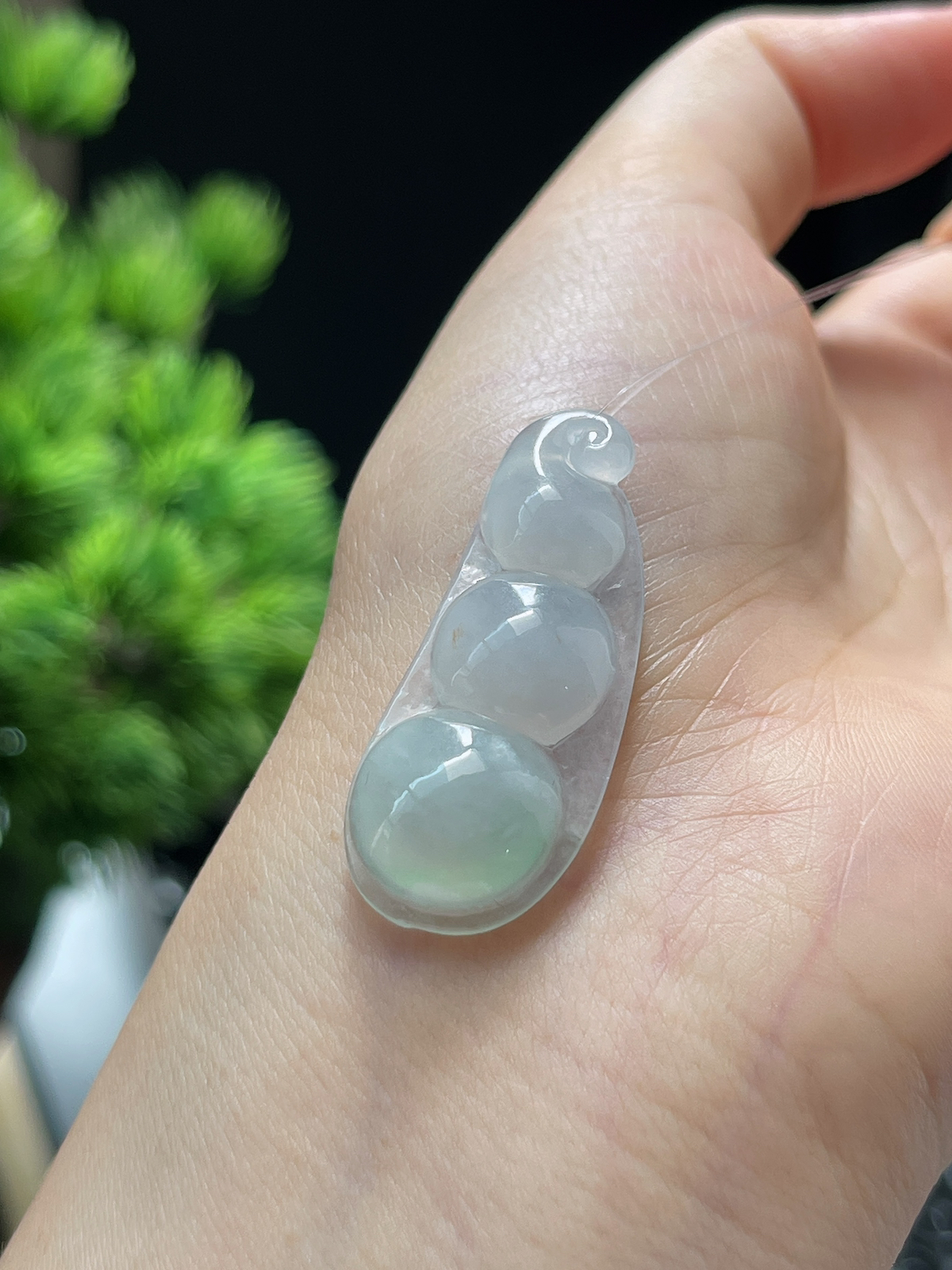 翡翠冰糯淡绿圆润四季豆