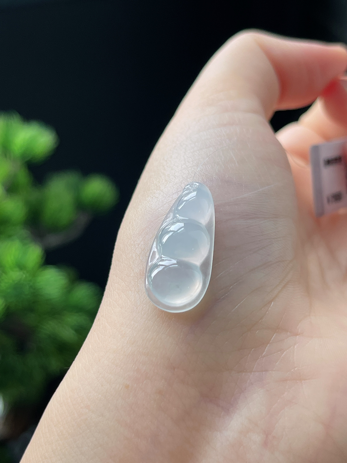 翡翠白冰四季豆