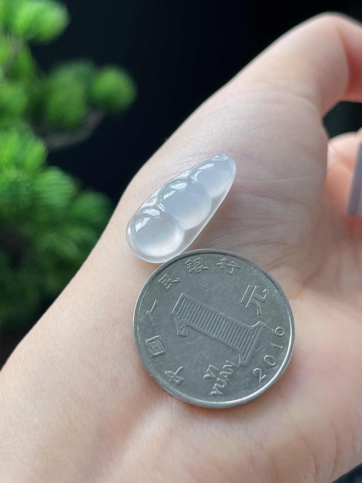 翡翠白冰四季豆