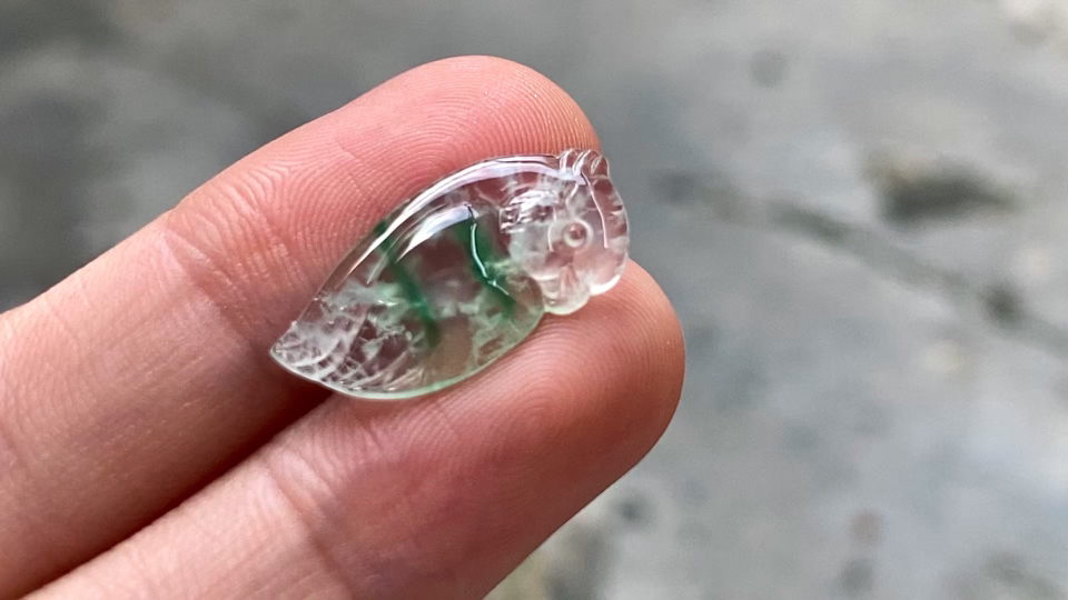 ️ 金丝绿鹦鹉