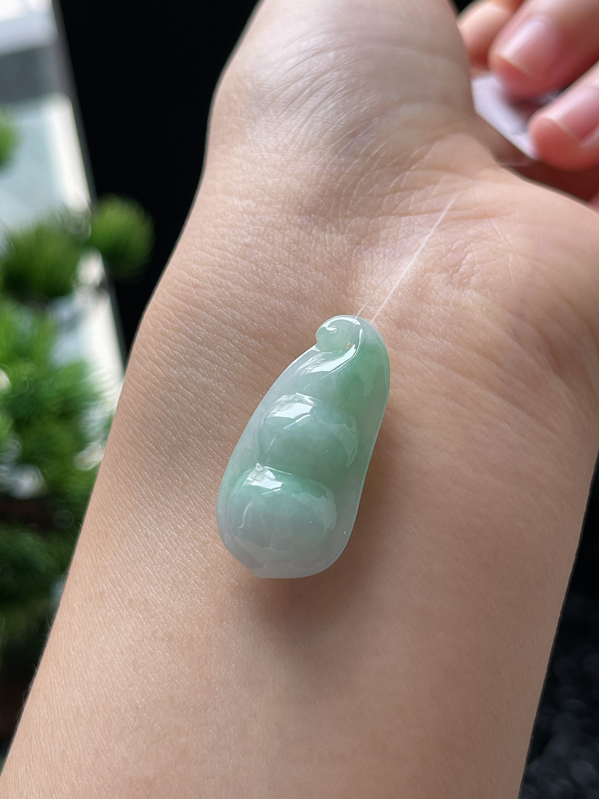 翡翠糯化种淡绿色四季豆