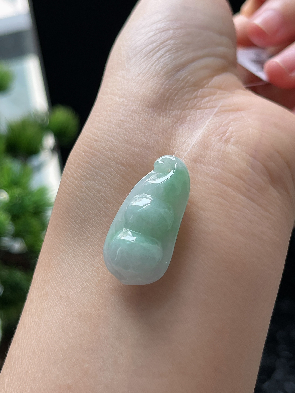 翡翠糯化种淡绿色四季豆