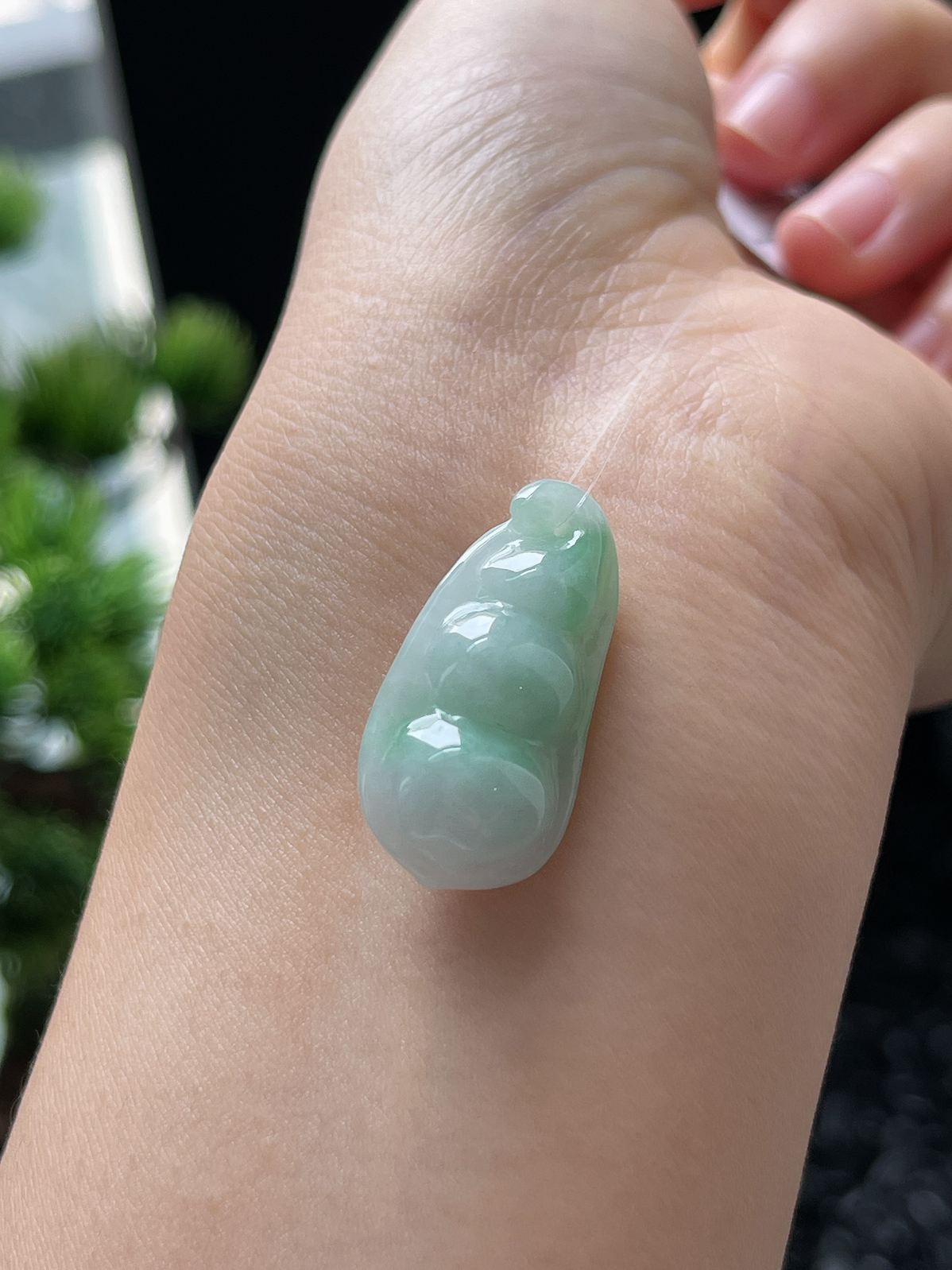 翡翠糯化种淡绿色四季豆