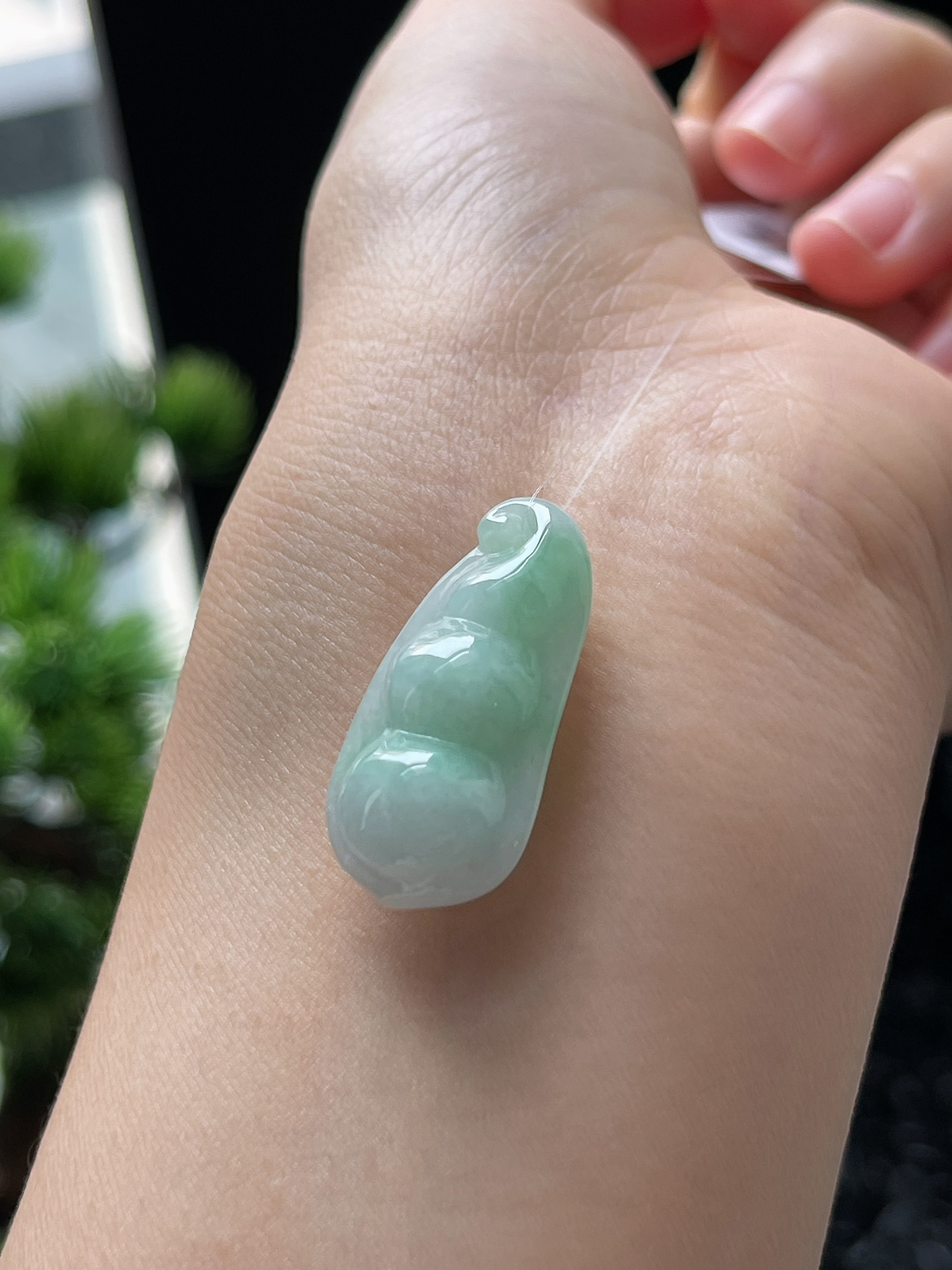 翡翠糯化种淡绿色四季豆