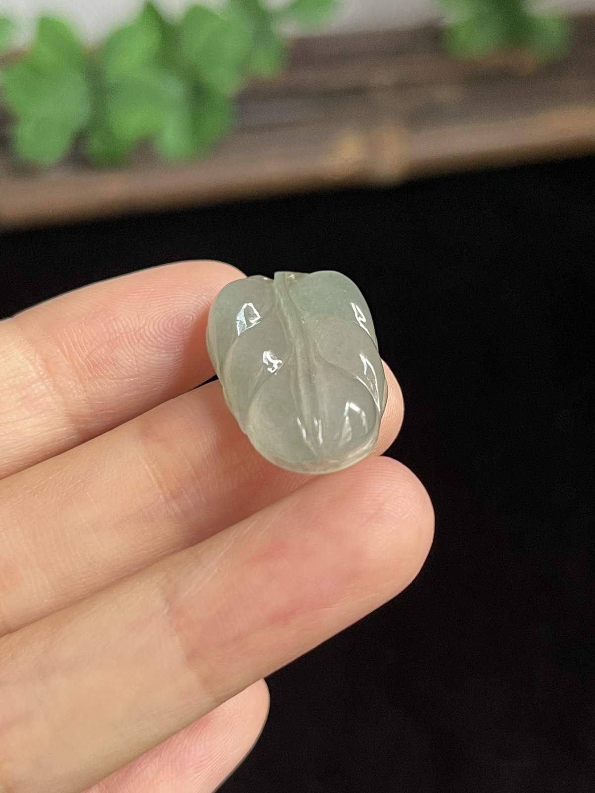 翡翠糯化种淡绿色叶子
