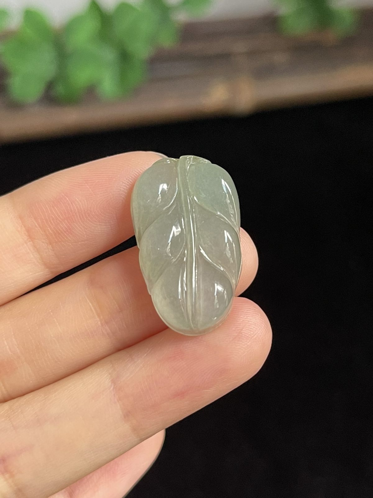翡翠糯化种淡绿色叶子