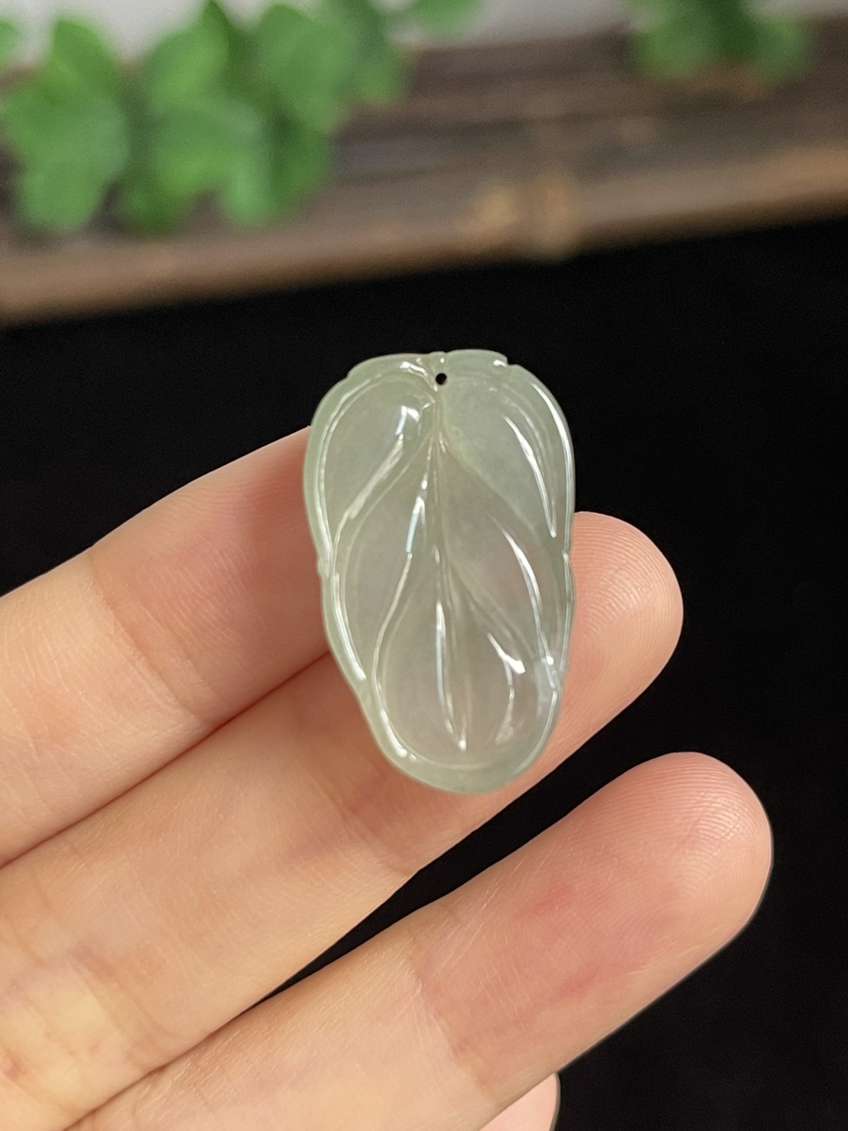 翡翠糯化种淡绿色叶子