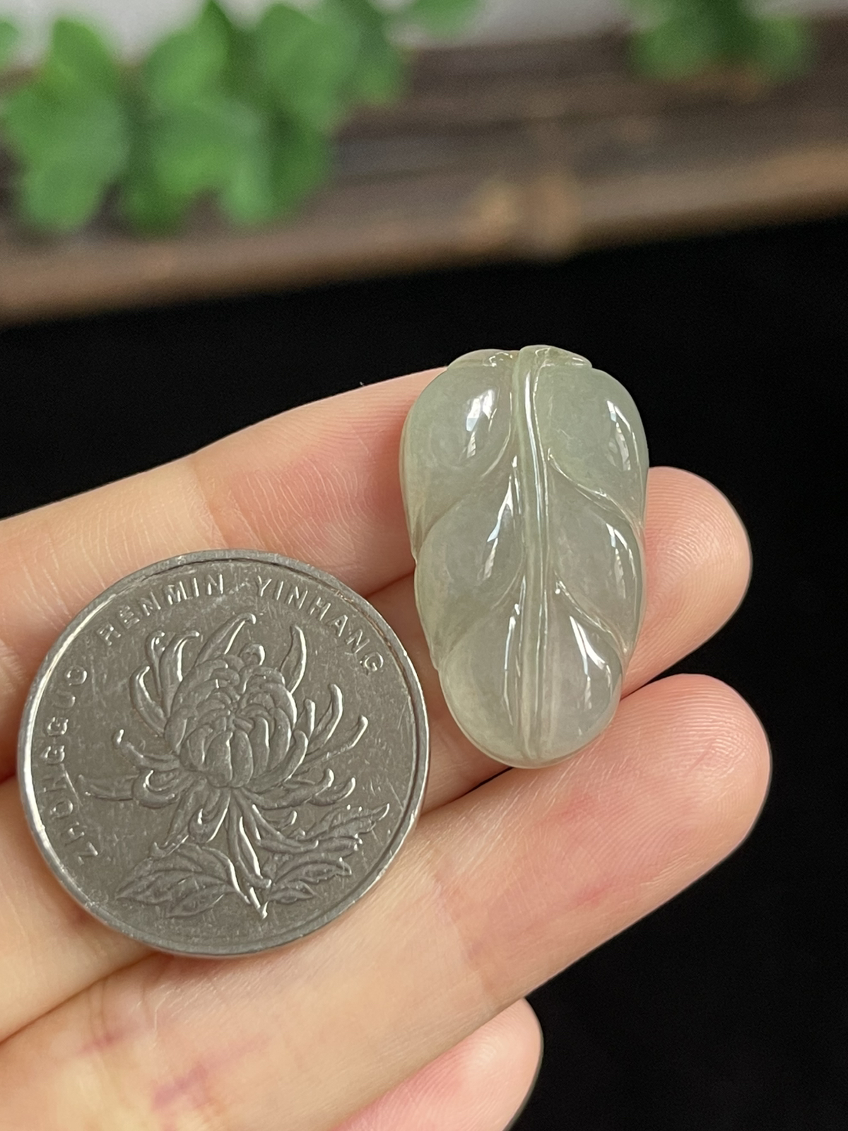 翡翠糯化种淡绿色叶子
