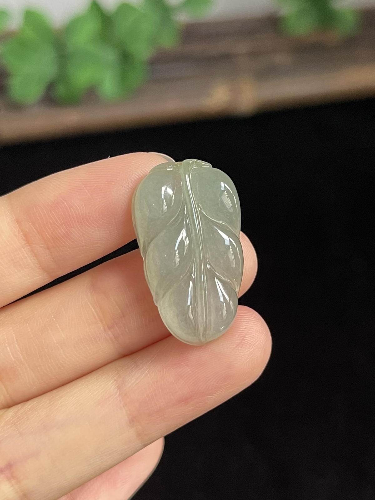 翡翠糯化种淡绿色叶子