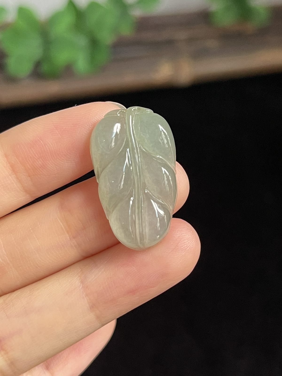 翡翠糯化种淡绿色叶子