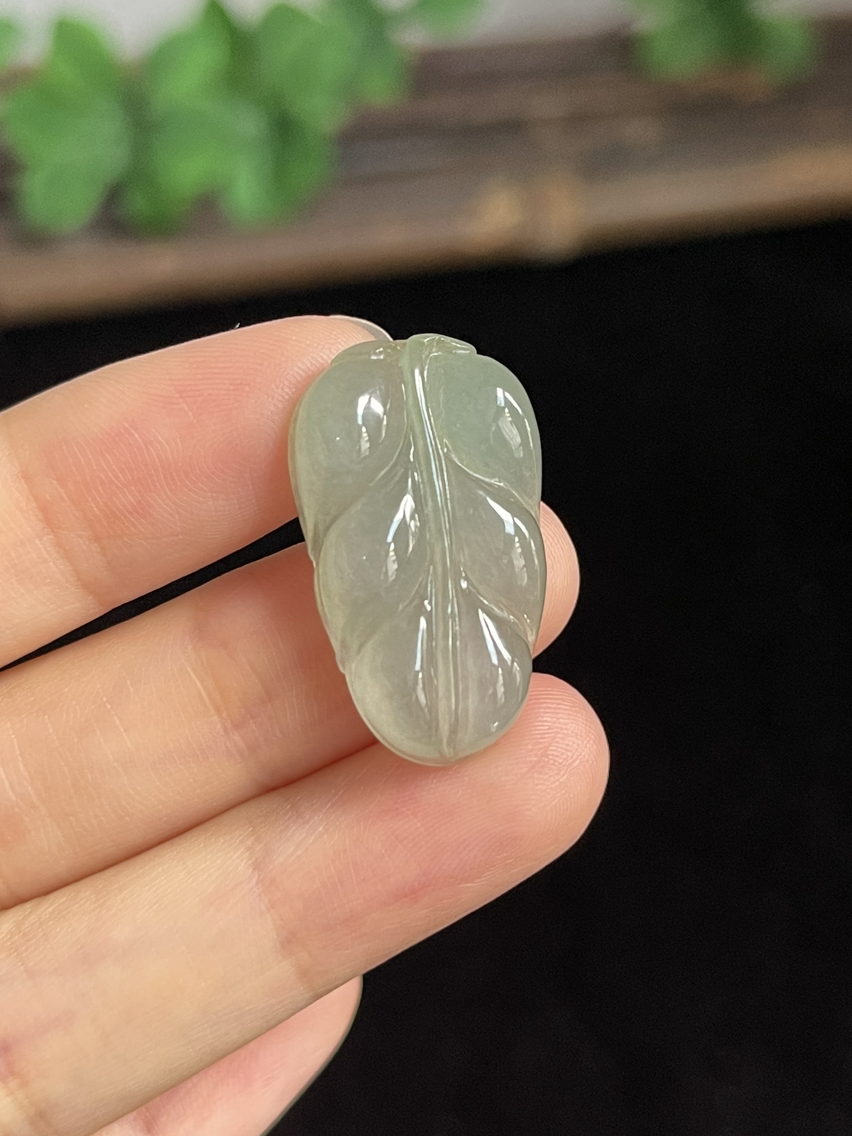 翡翠糯化种淡绿色叶子