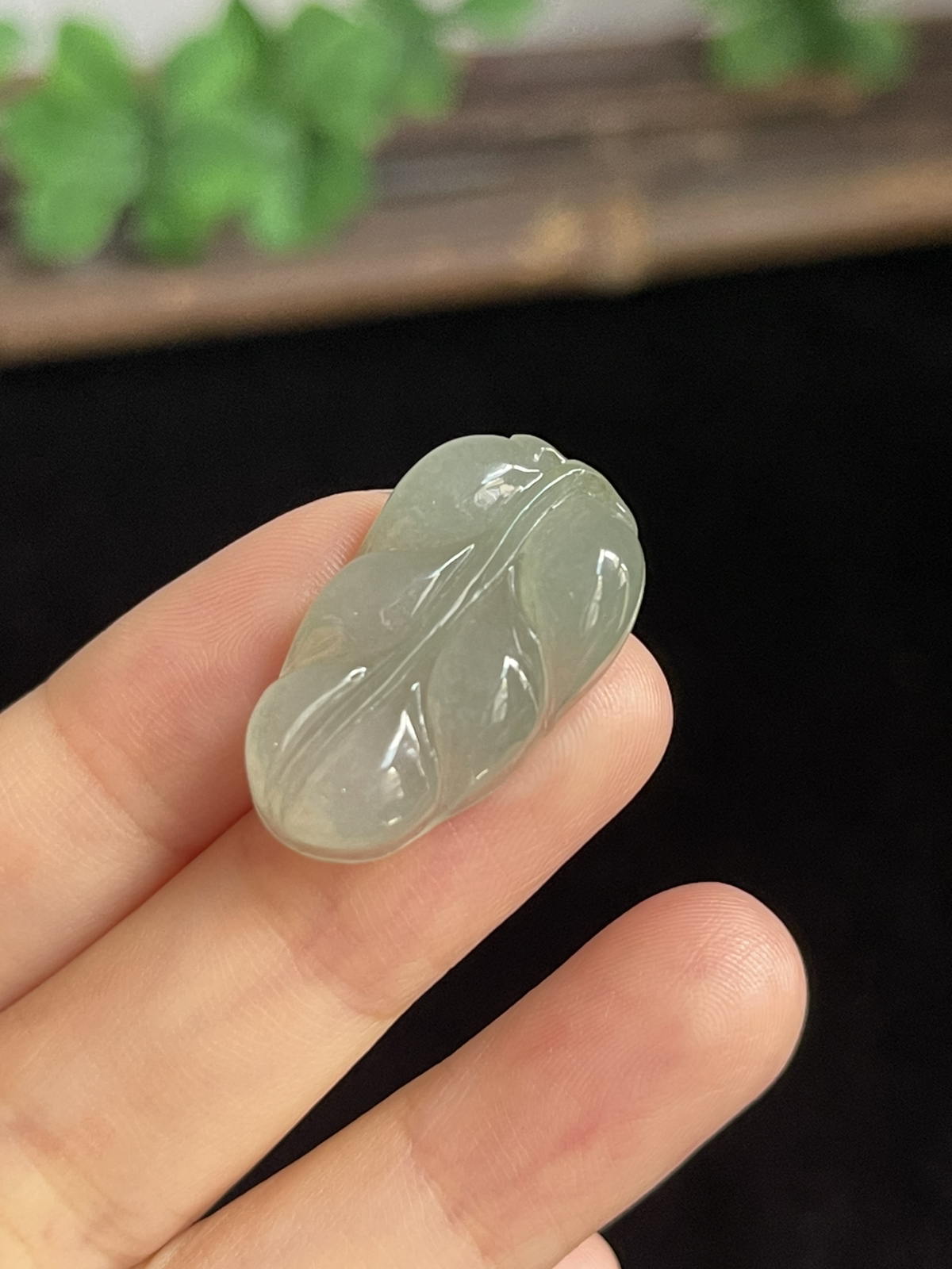 翡翠糯化种淡绿色叶子