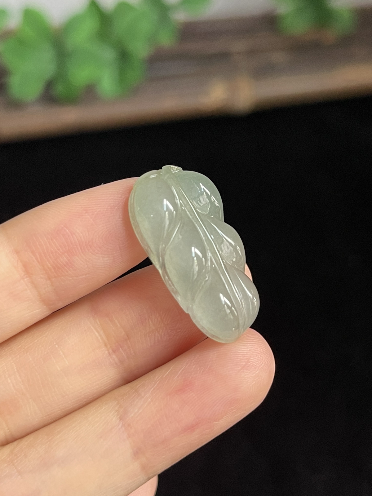 翡翠糯化种淡绿色叶子