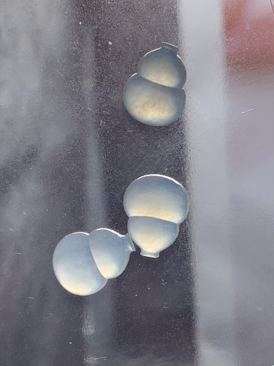 ️冰葫芦一手，水润种老 0913 尺寸12.4*10*4.3