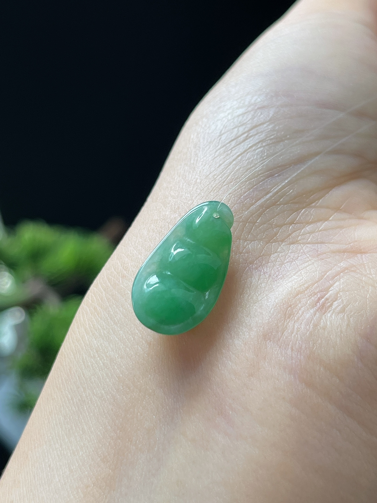 翡翠糯化种绿色四季豆