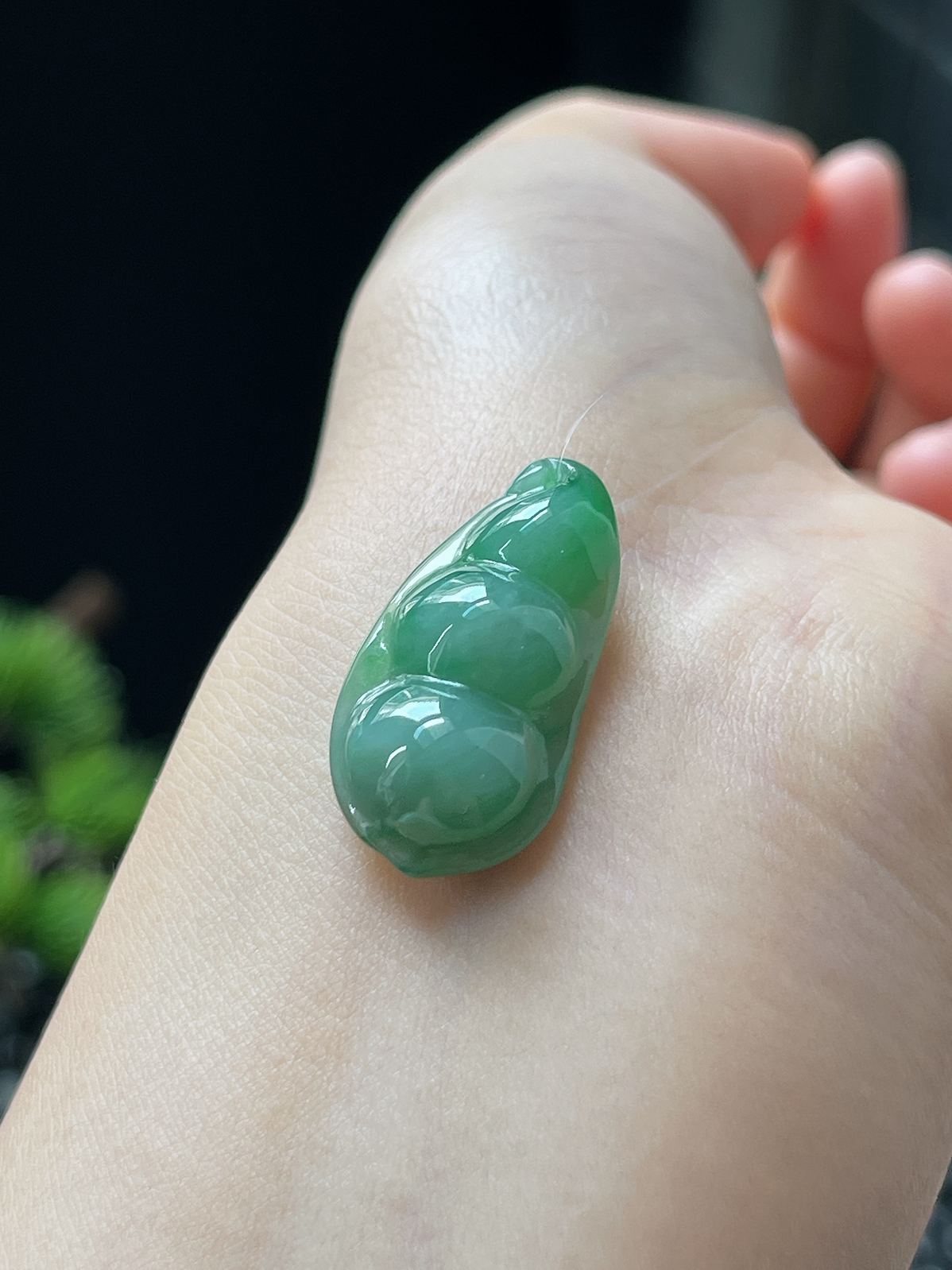 翡翠糯化种飘绿福豆