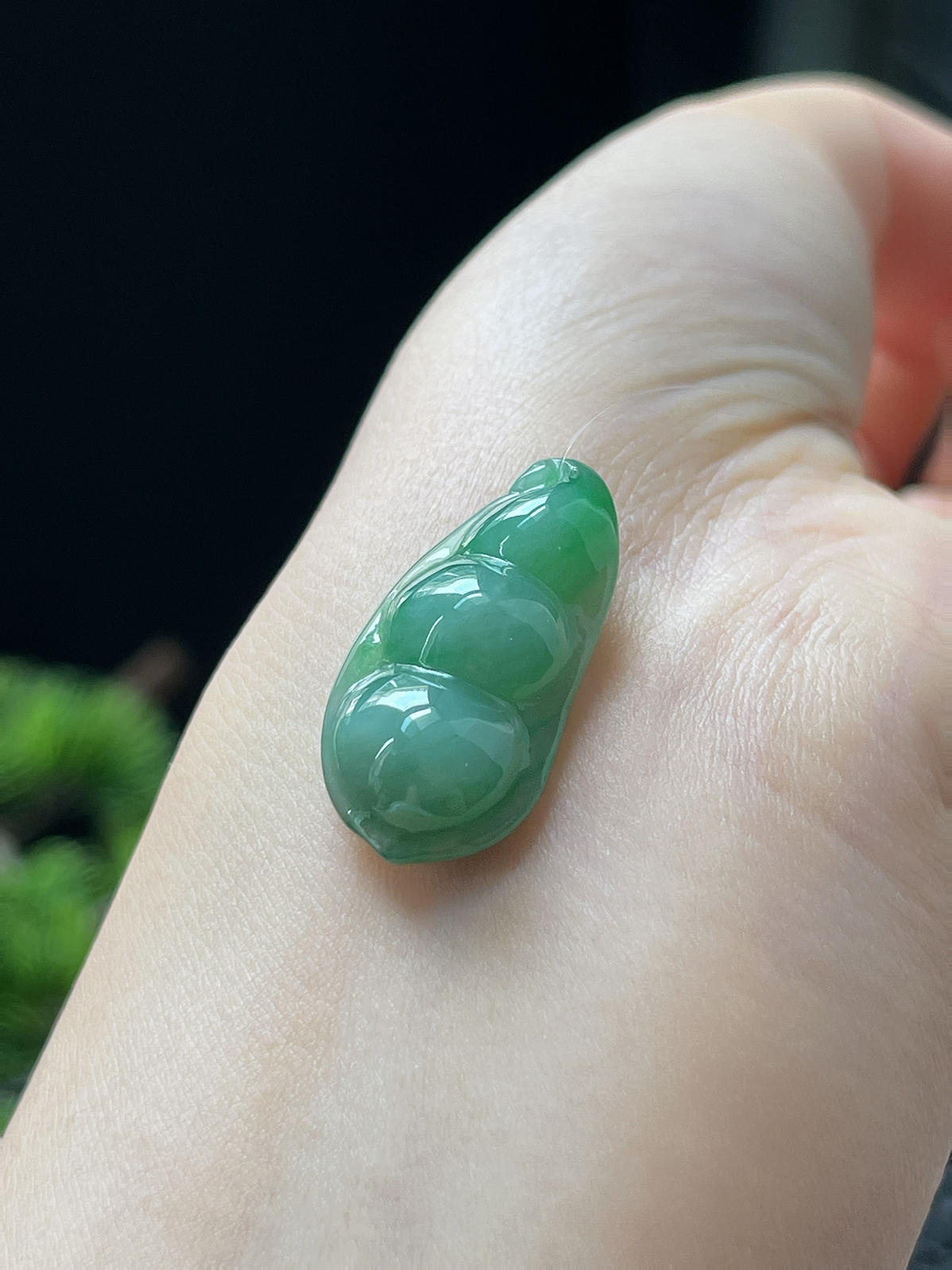 翡翠糯化种飘绿福豆