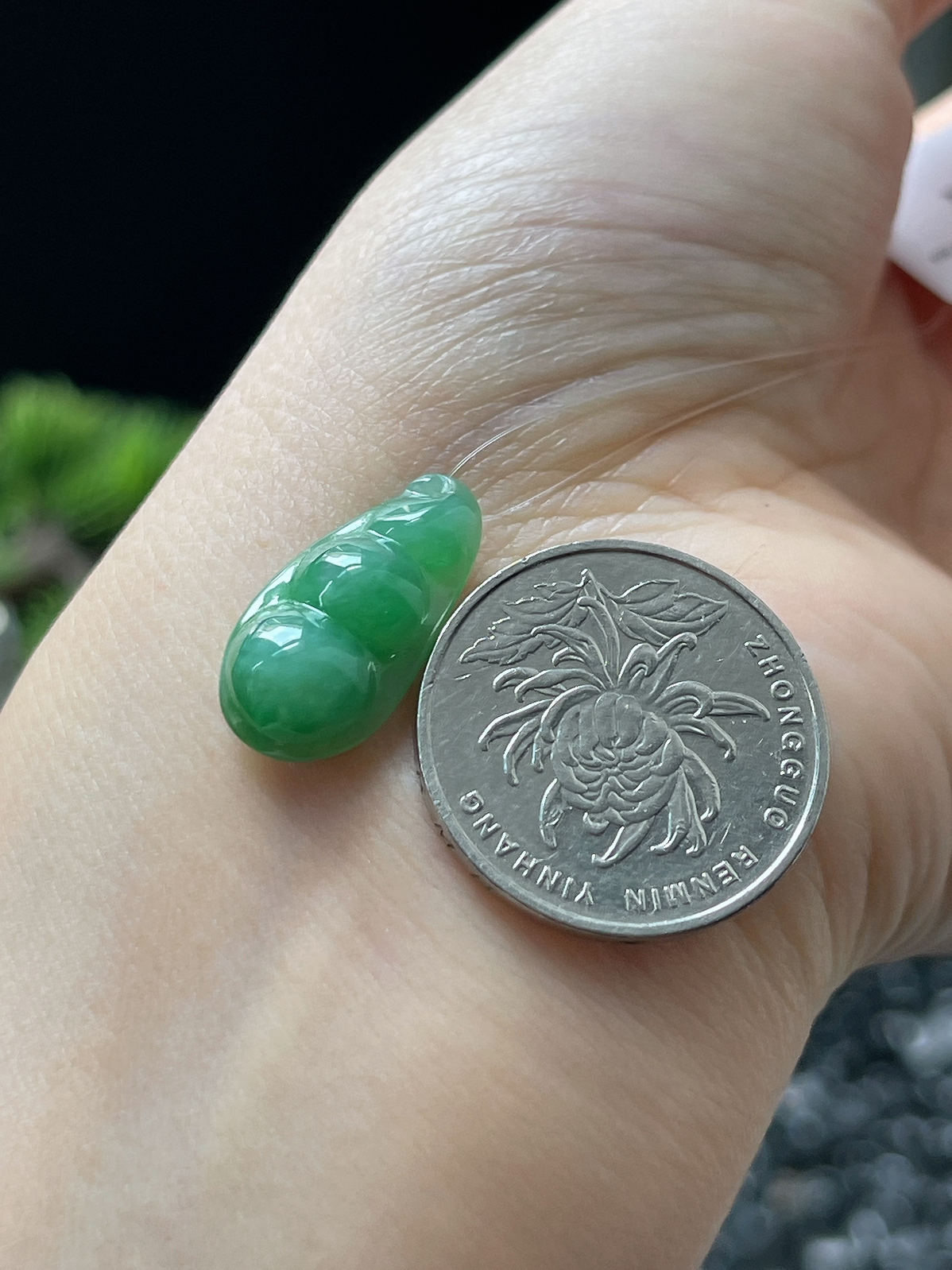 翡翠糯化种绿色四季豆