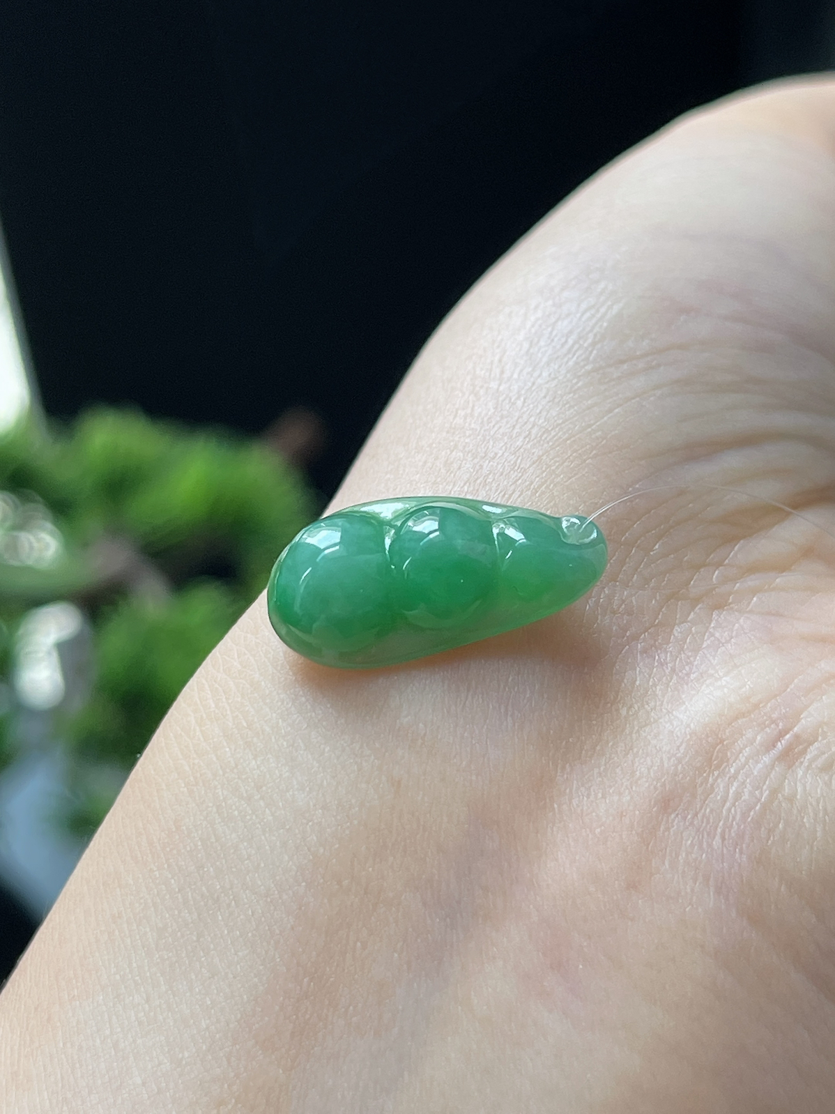 翡翠糯化种绿色四季豆