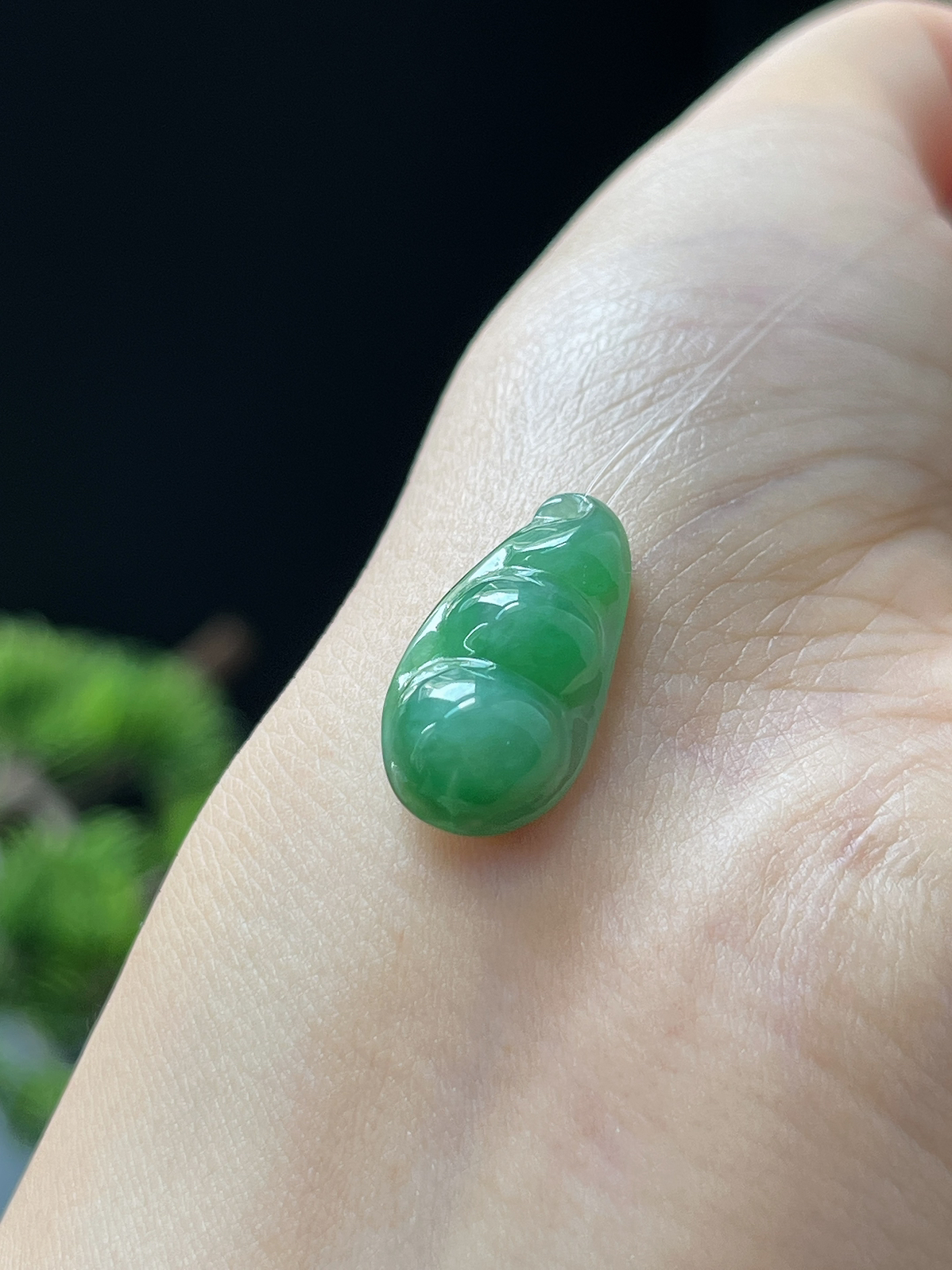 翡翠糯化种绿色四季豆