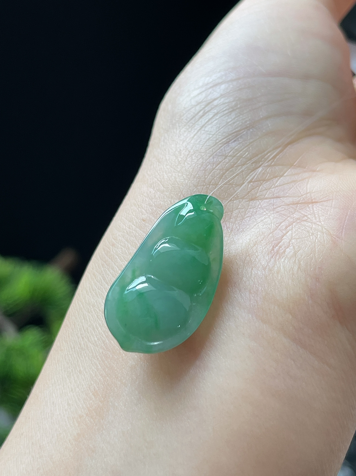 翡翠糯化种飘绿福豆