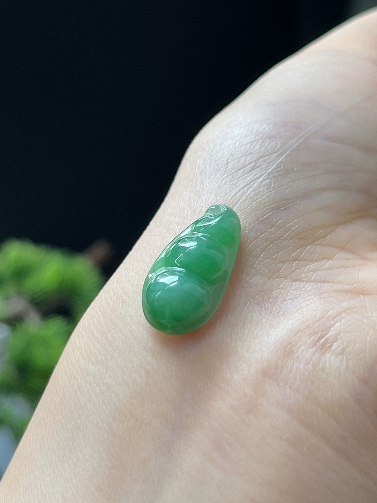 翡翠糯化种绿色四季豆