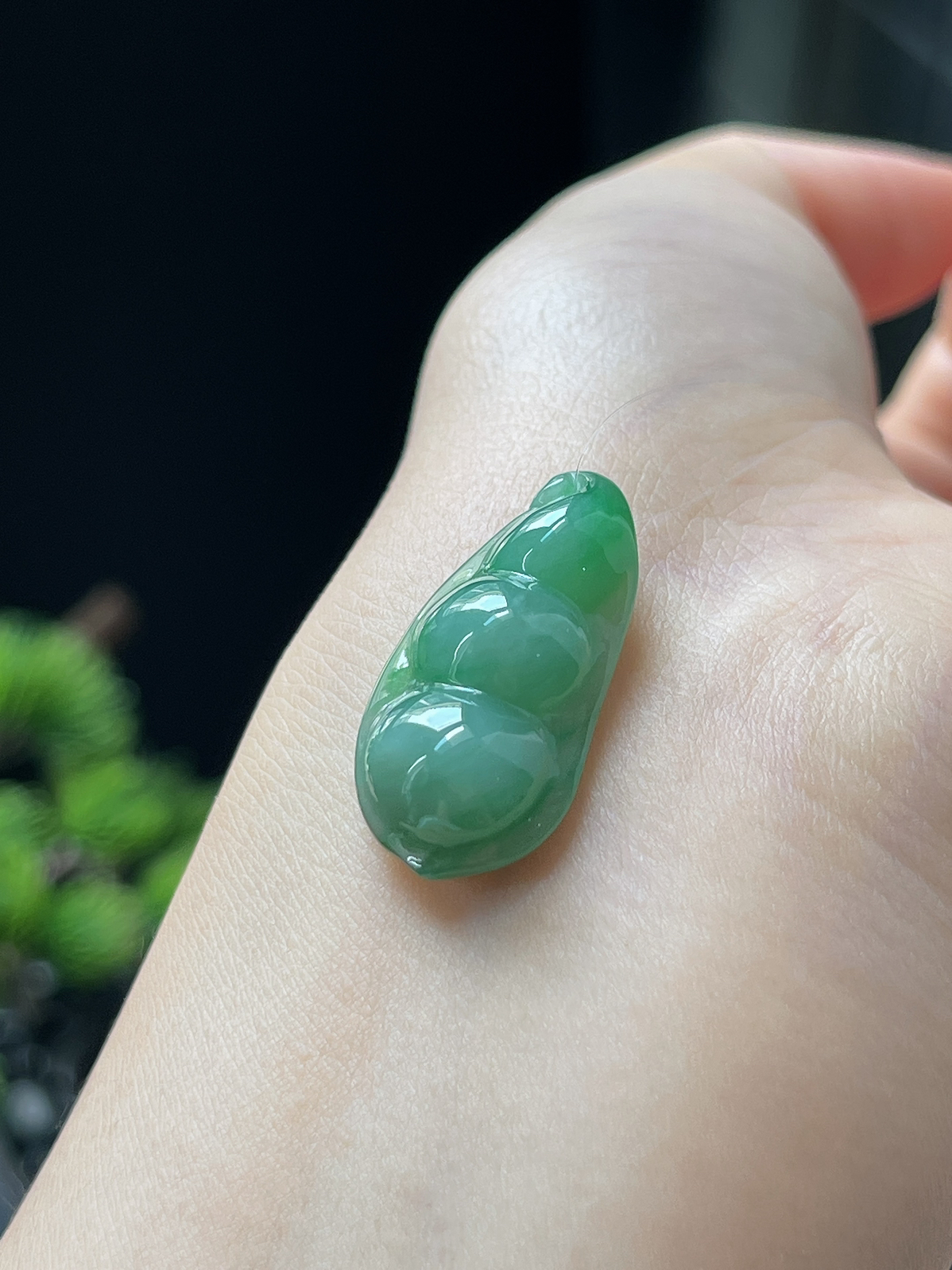 翡翠糯化种飘绿福豆
